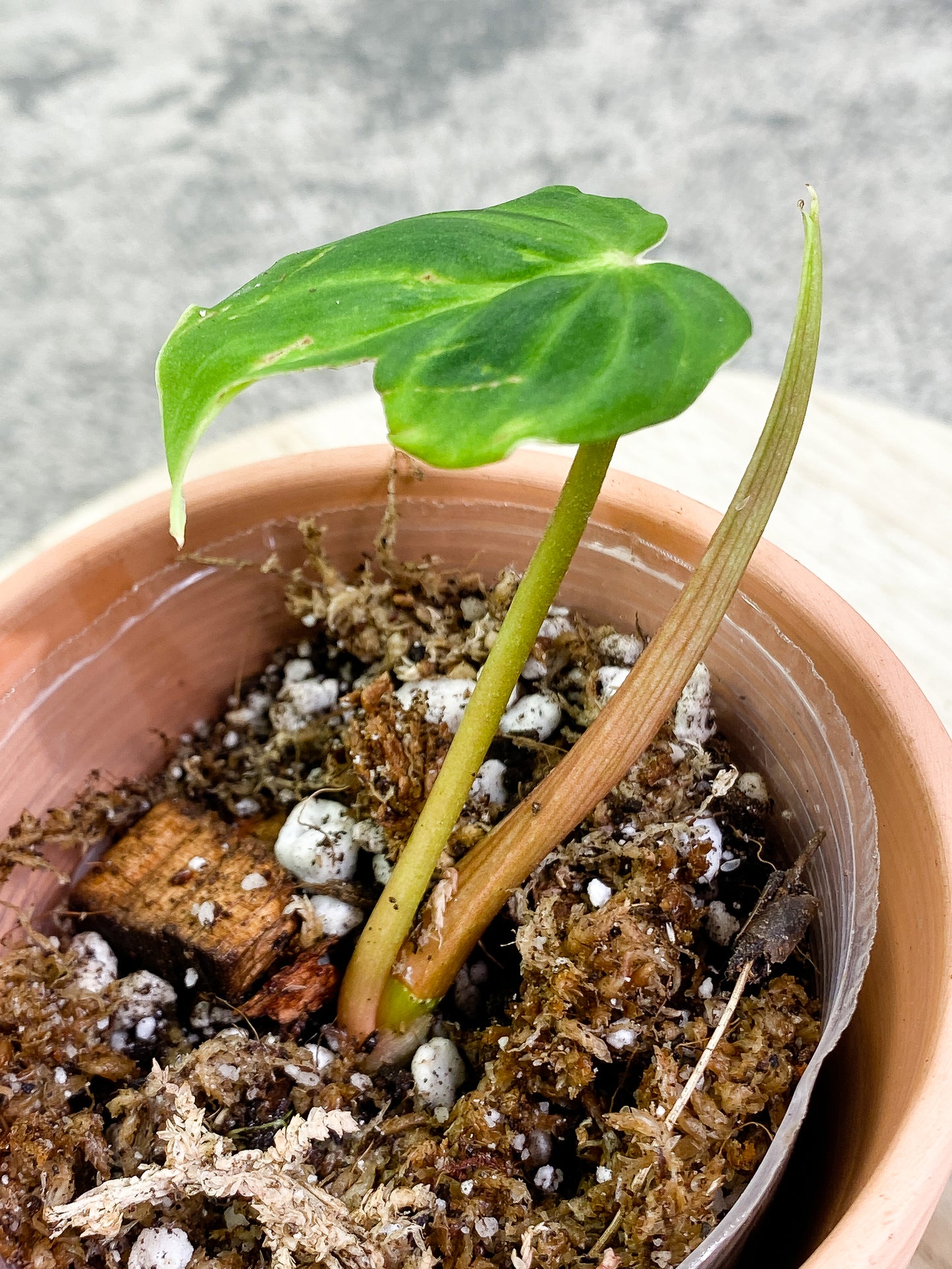 Philodendron verrucosum san miguel with 1 leaf and 1 sprout slightly rooted