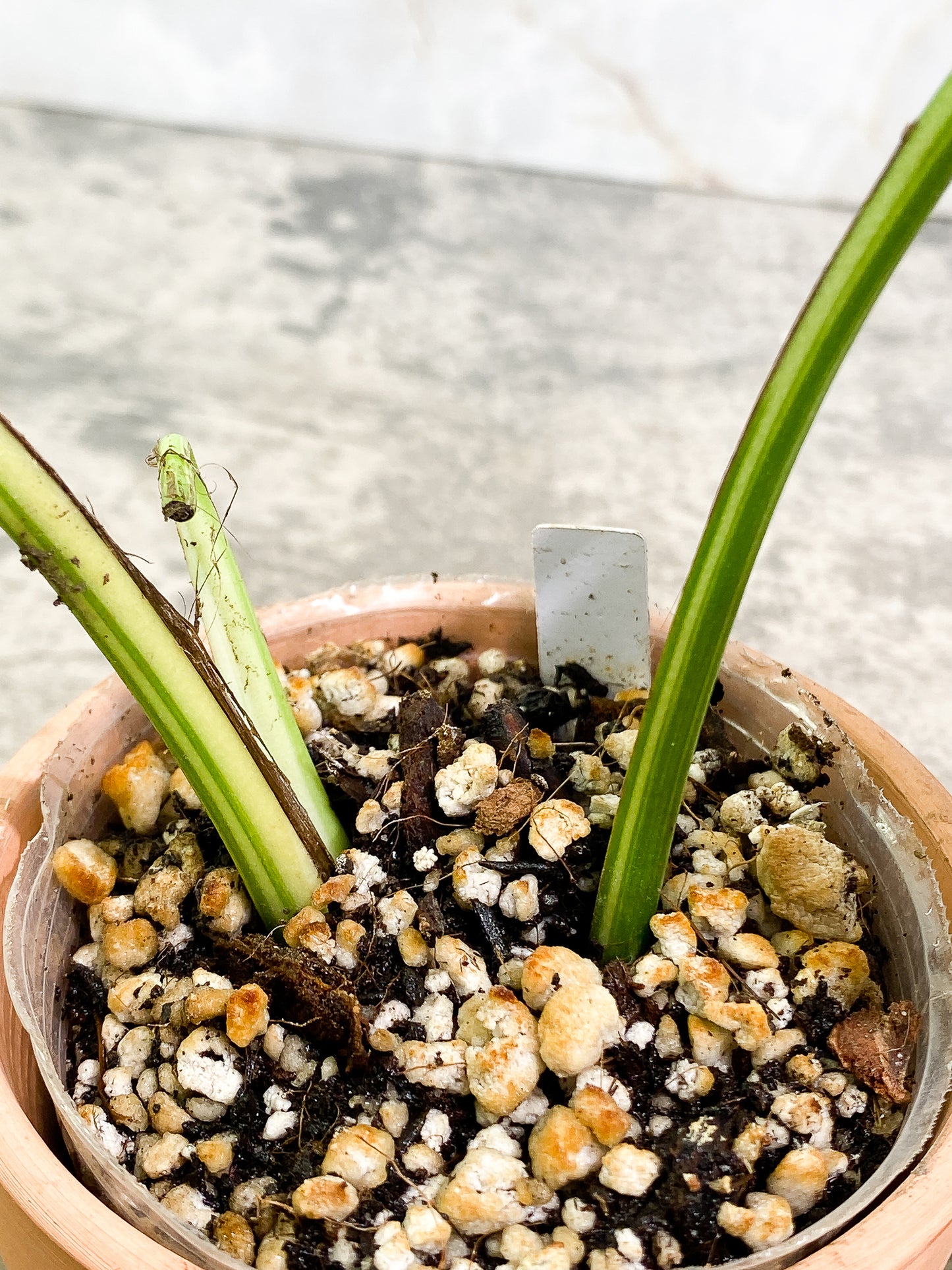 Epipremnum Pinnatum Variegated 2 leaves fully rooted