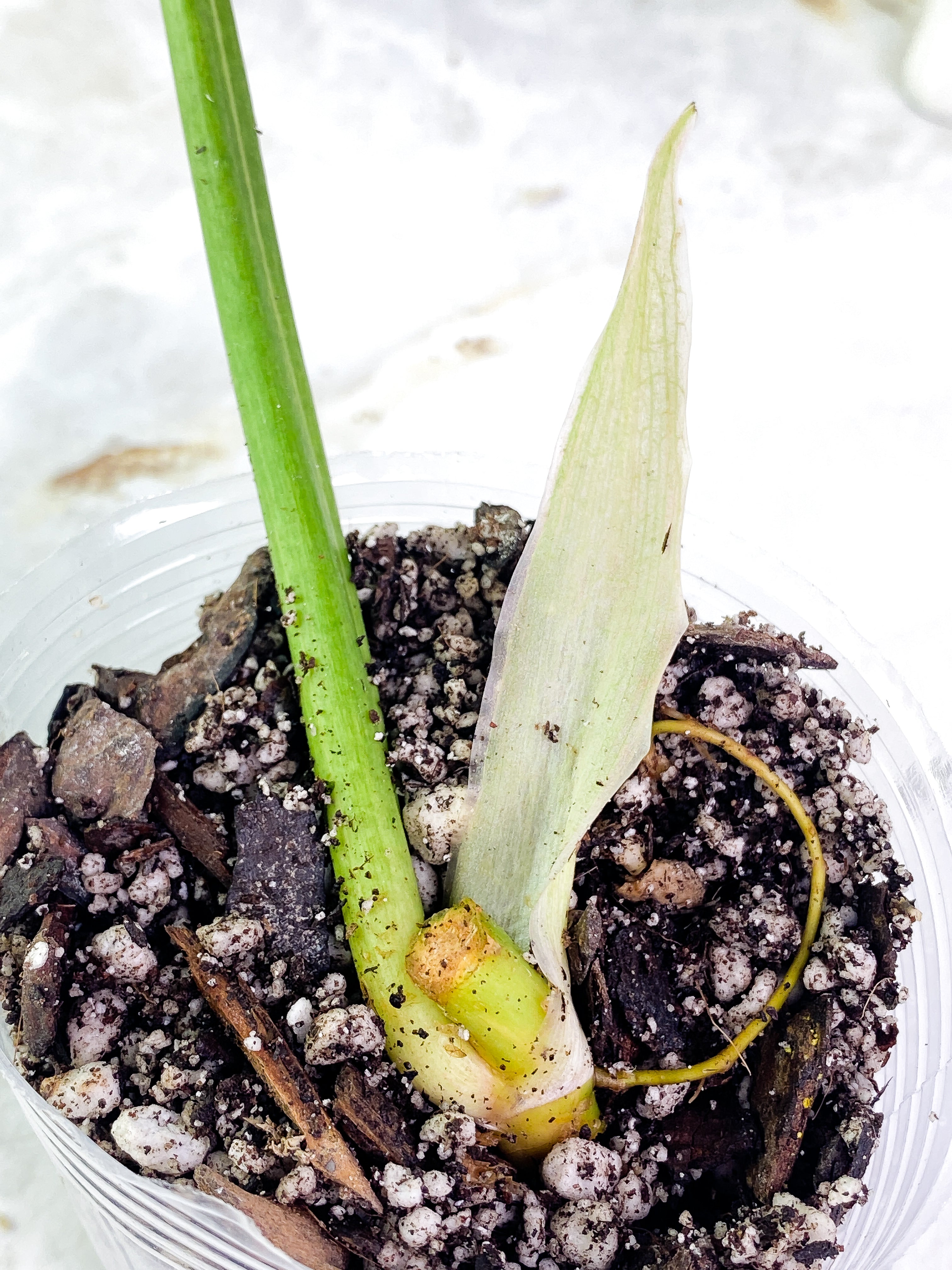 Philodendron Ring of Fire 1 leaf slightly rooted