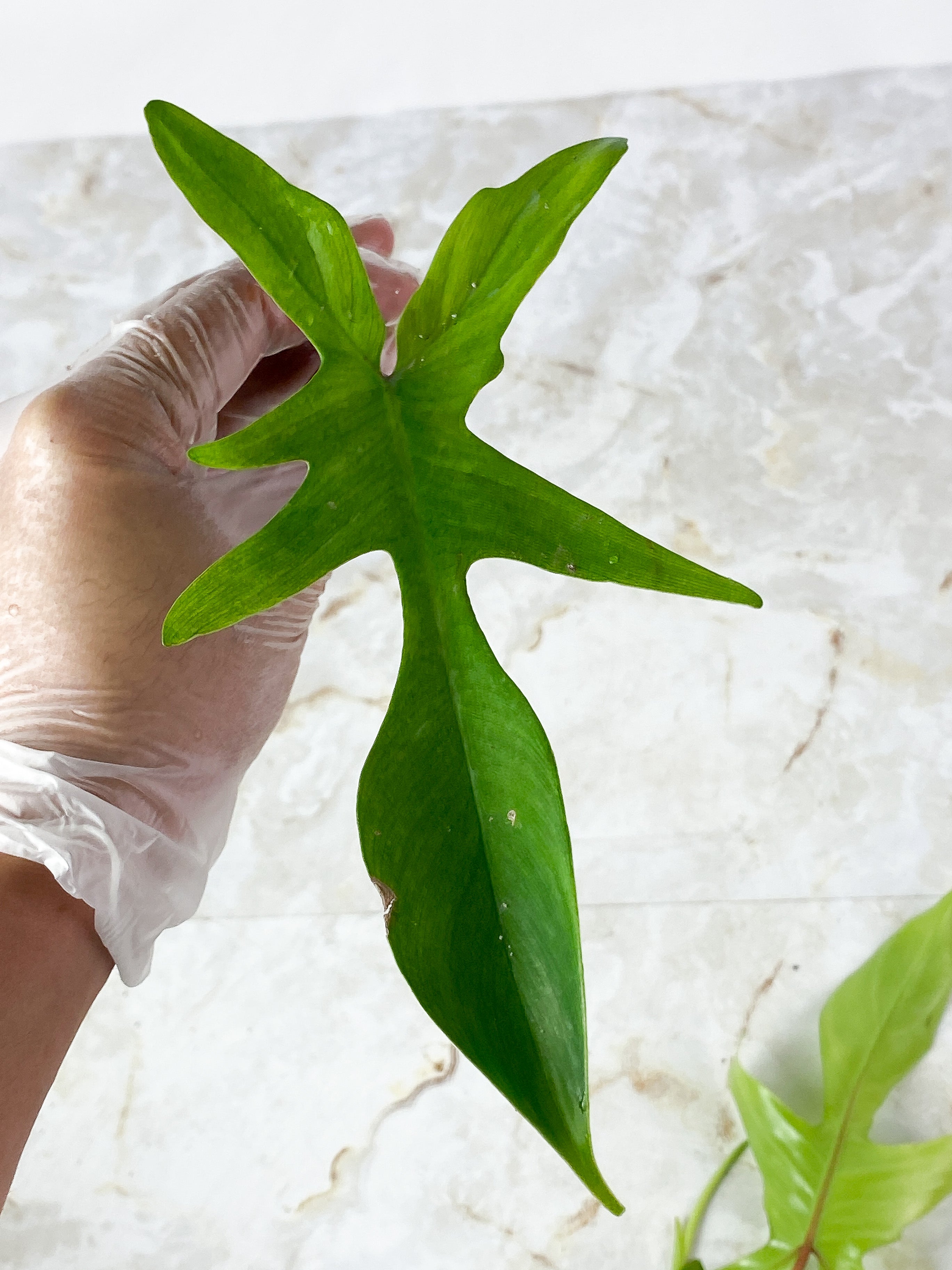 NOT FOR SALE: Philodendron Florida Ghost
