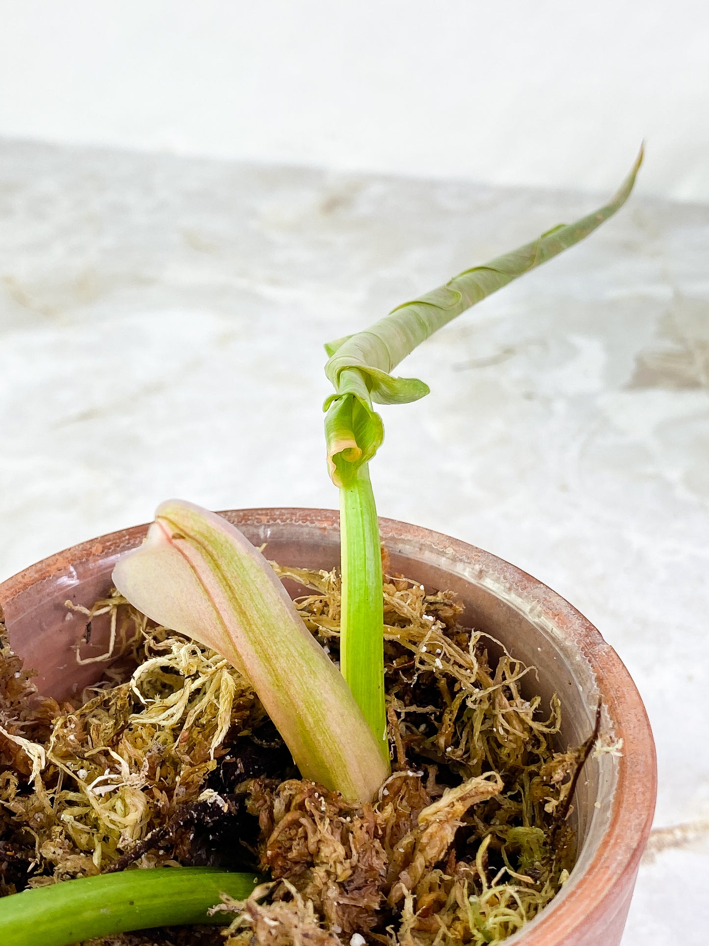 Philodendron Ring of Fire 2 leaves, 1 sprout Rooting