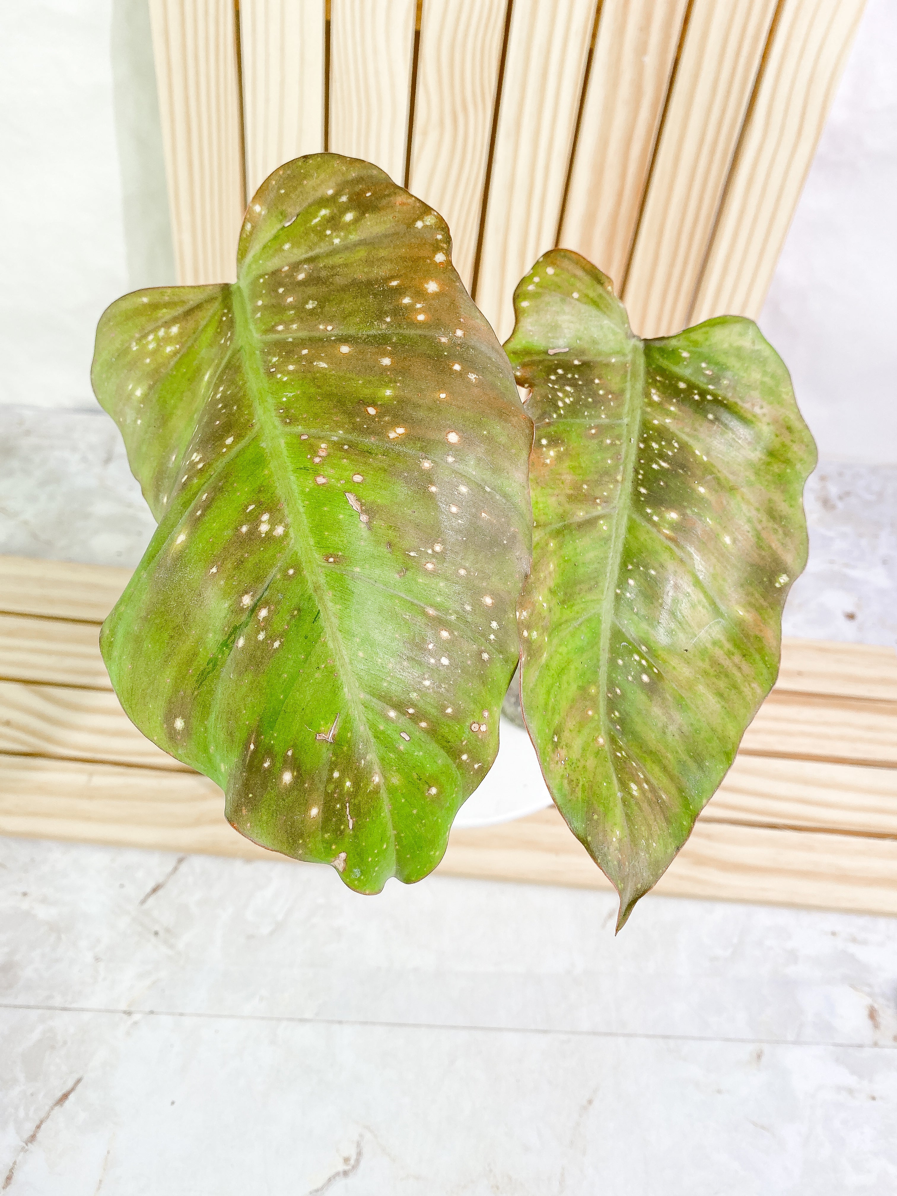 Grower Choice: Philodendron Snowdrifts (sun bleached) Slightly Rooted 1 leaf