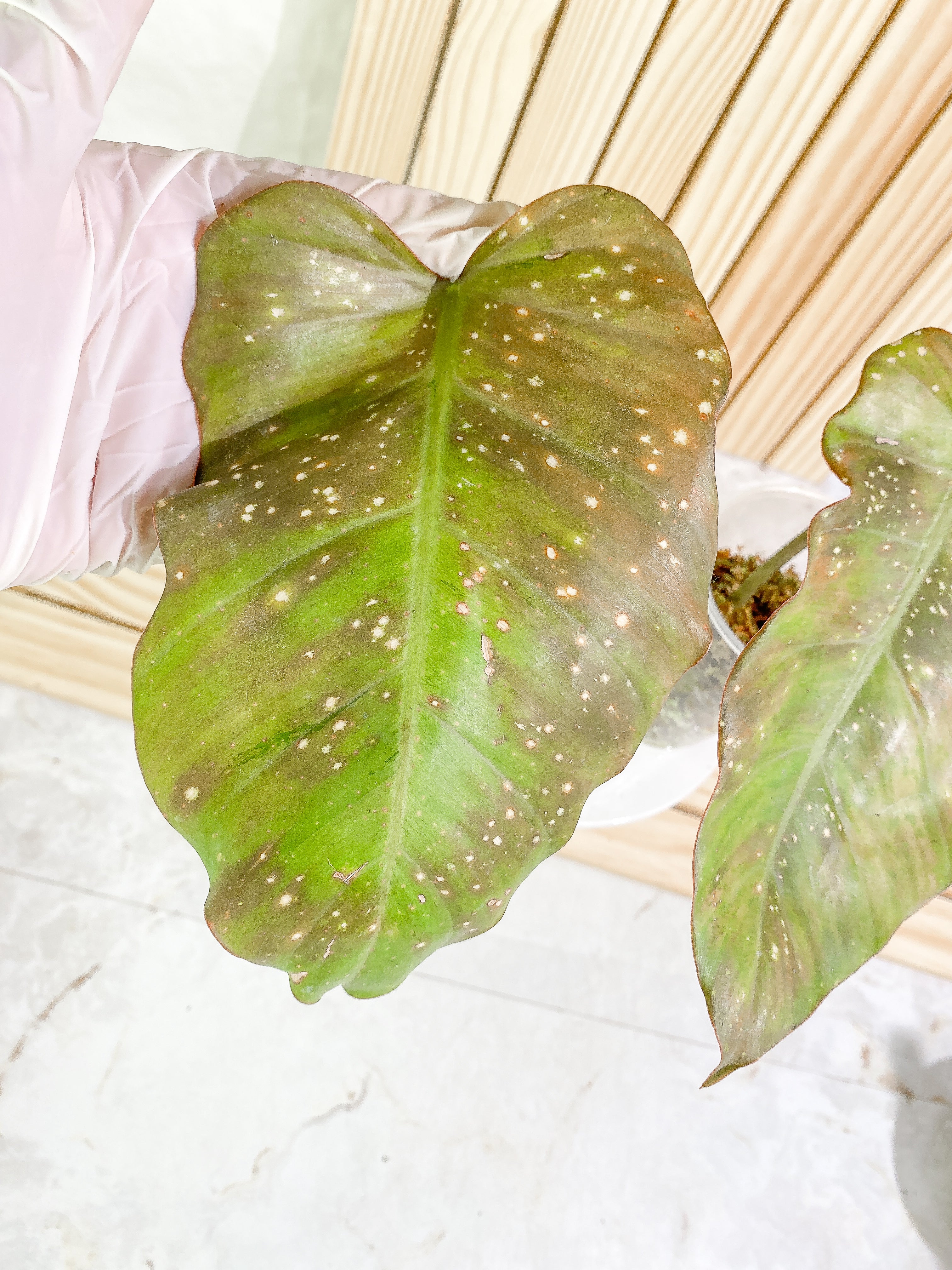 Grower Choice: Philodendron Snowdrifts (sun bleached) Slightly Rooted 1 leaf