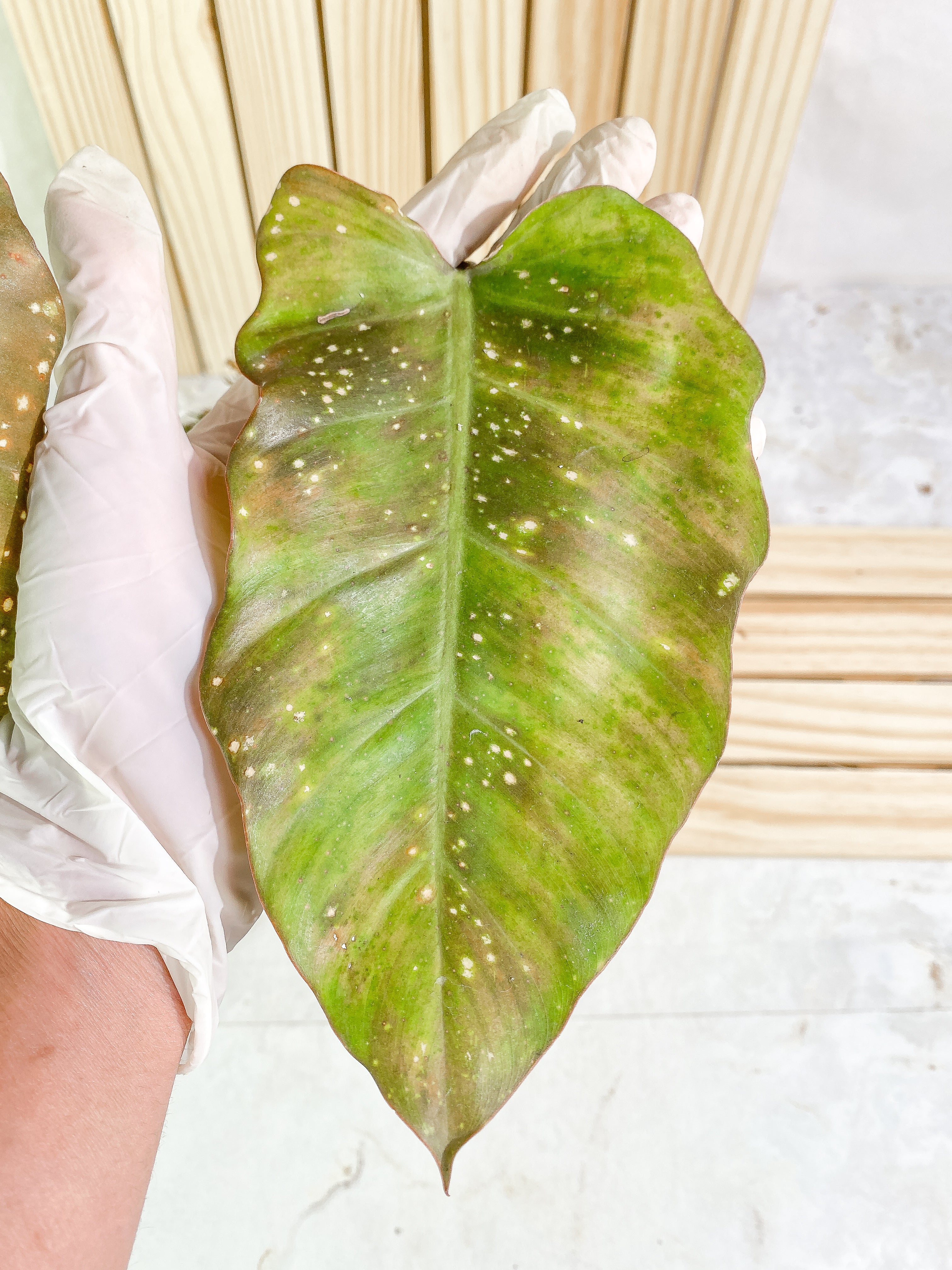 Grower Choice: Philodendron Snowdrifts (sun bleached) Slightly Rooted 1 leaf