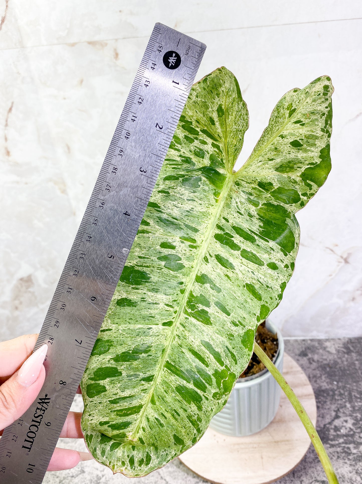 Philodendron Paraiso Verde  with 2 leaves highly variegated and rooted