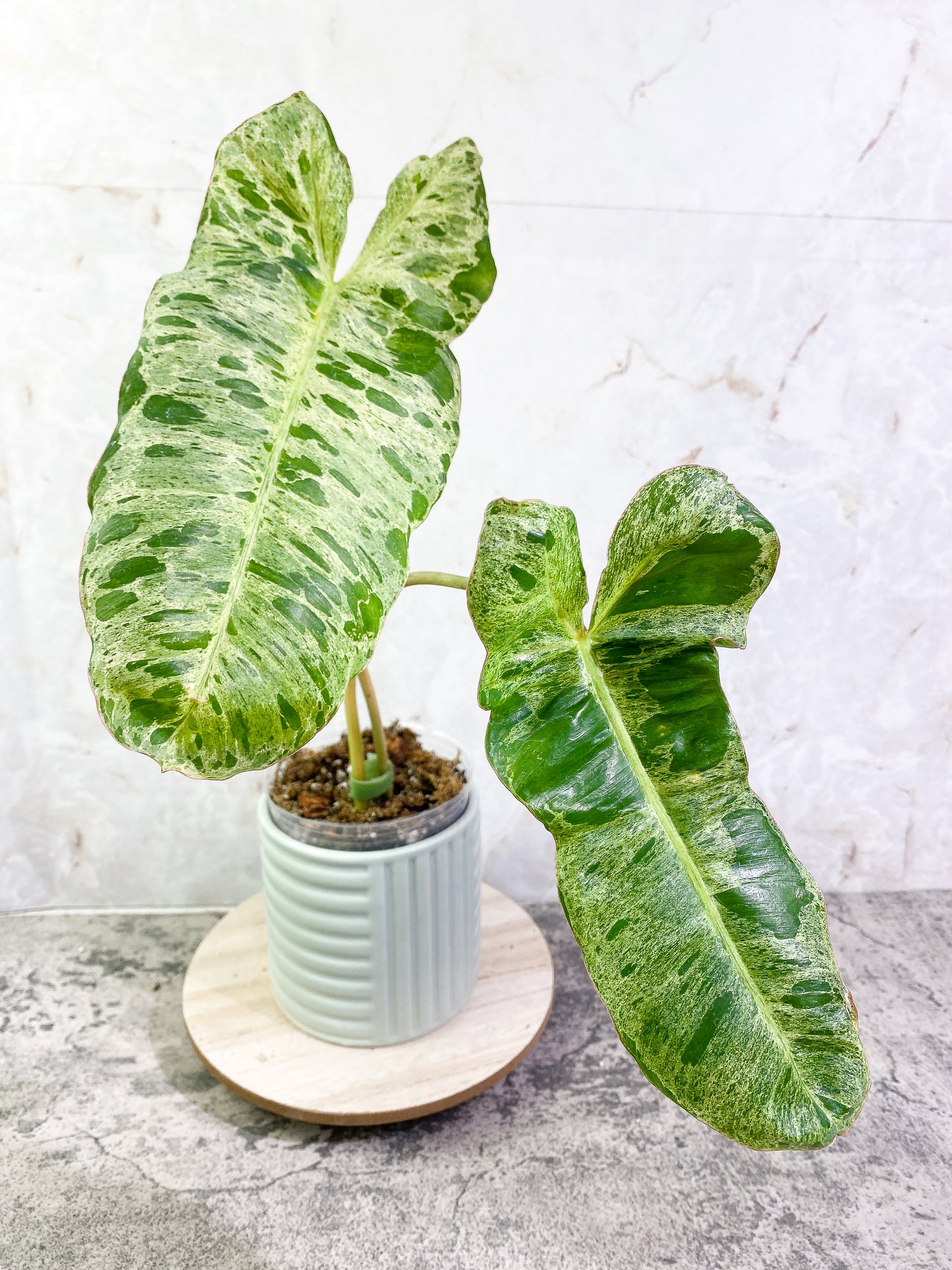 Philodendron Paraiso Verde  with 2 leaves highly variegated and rooted