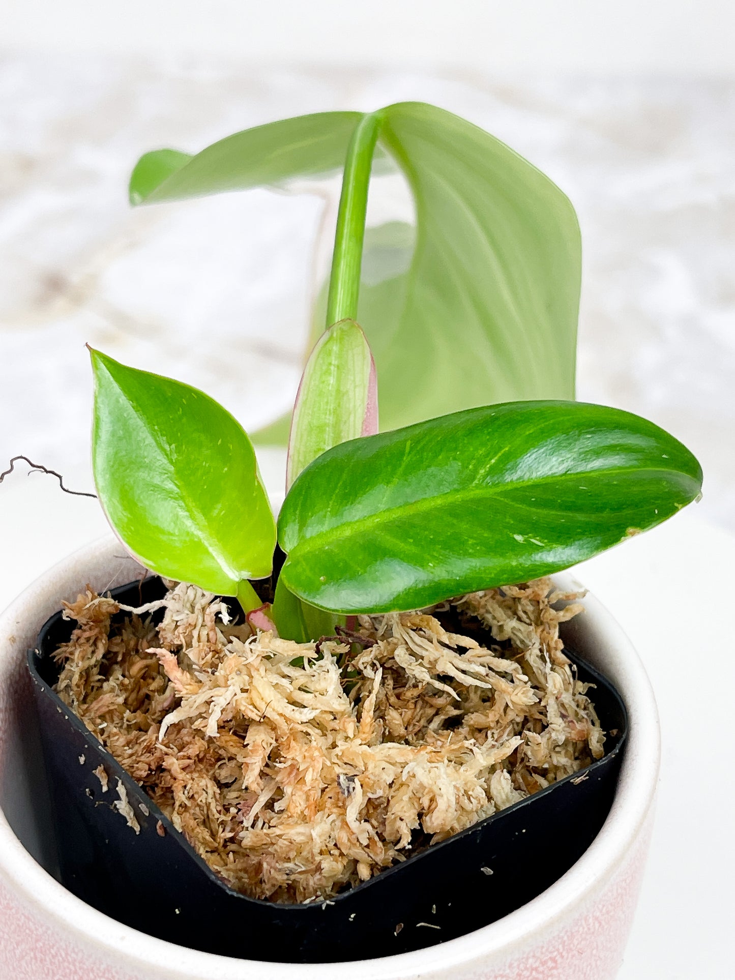 Philodendron white princess cutting rooting in moss