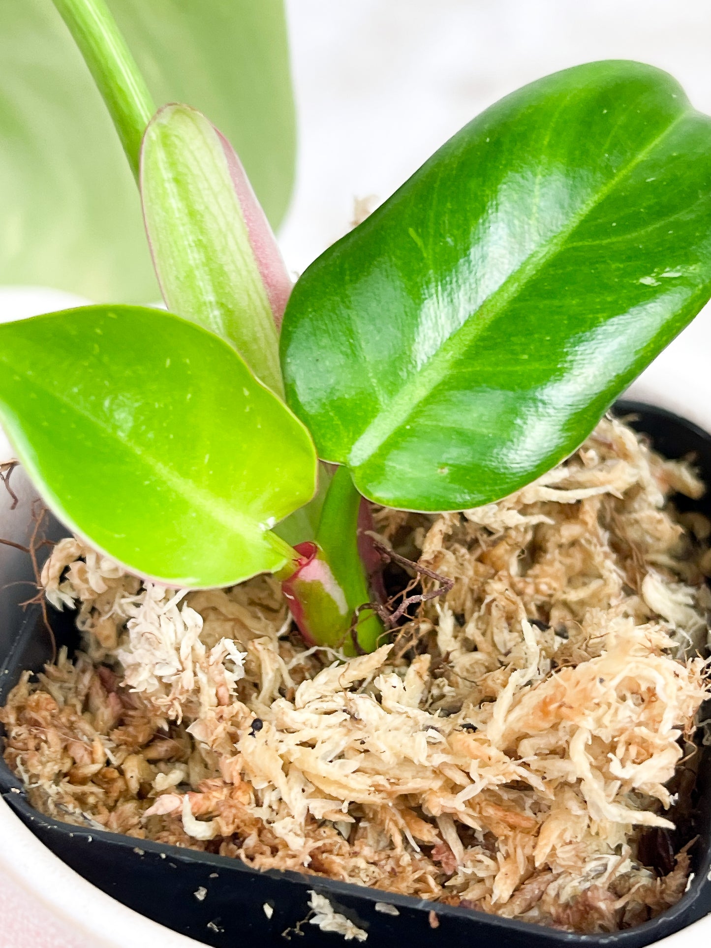 Philodendron white princess cutting rooting in moss