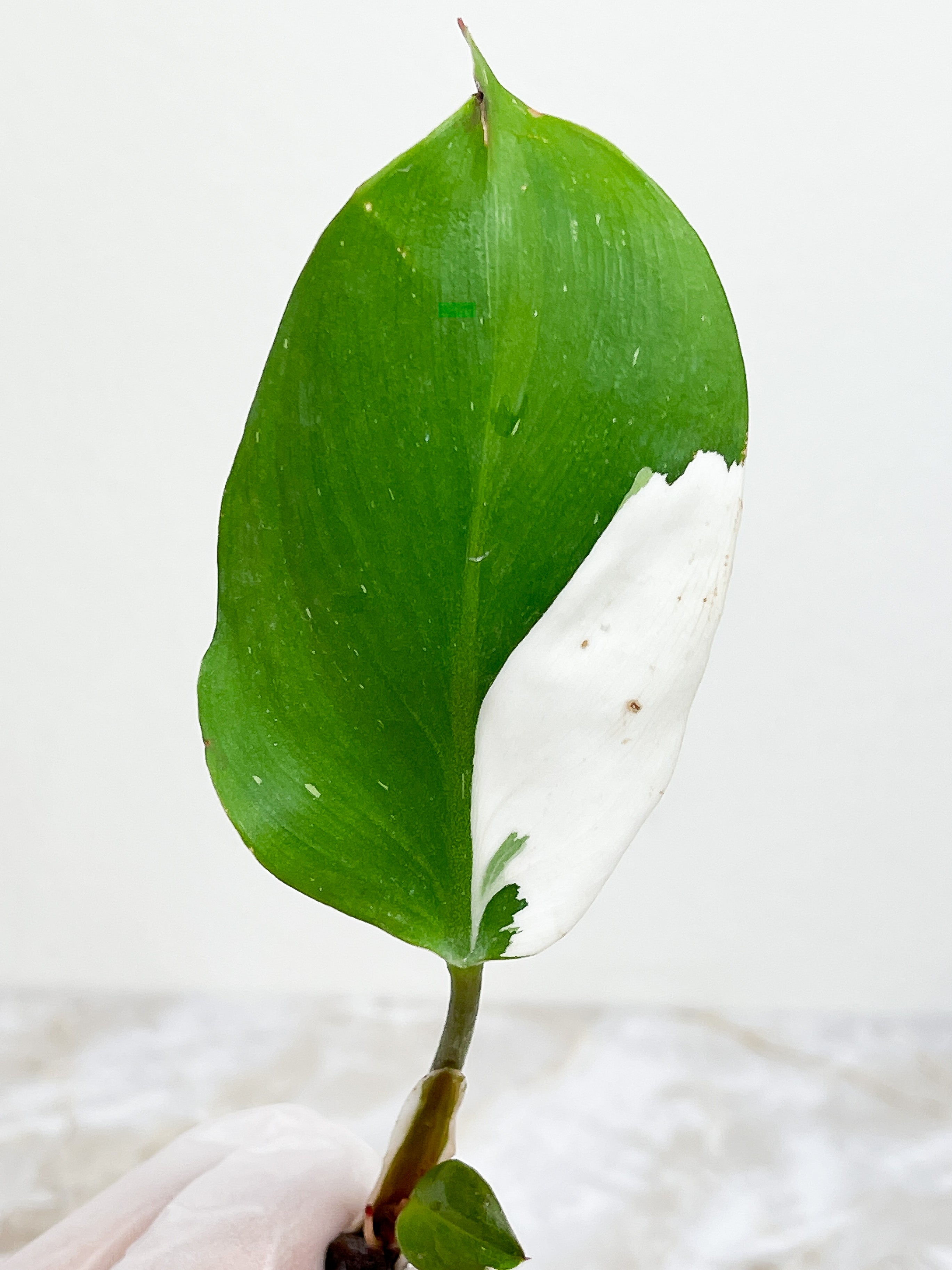 Philodendron white knight cutting rooting