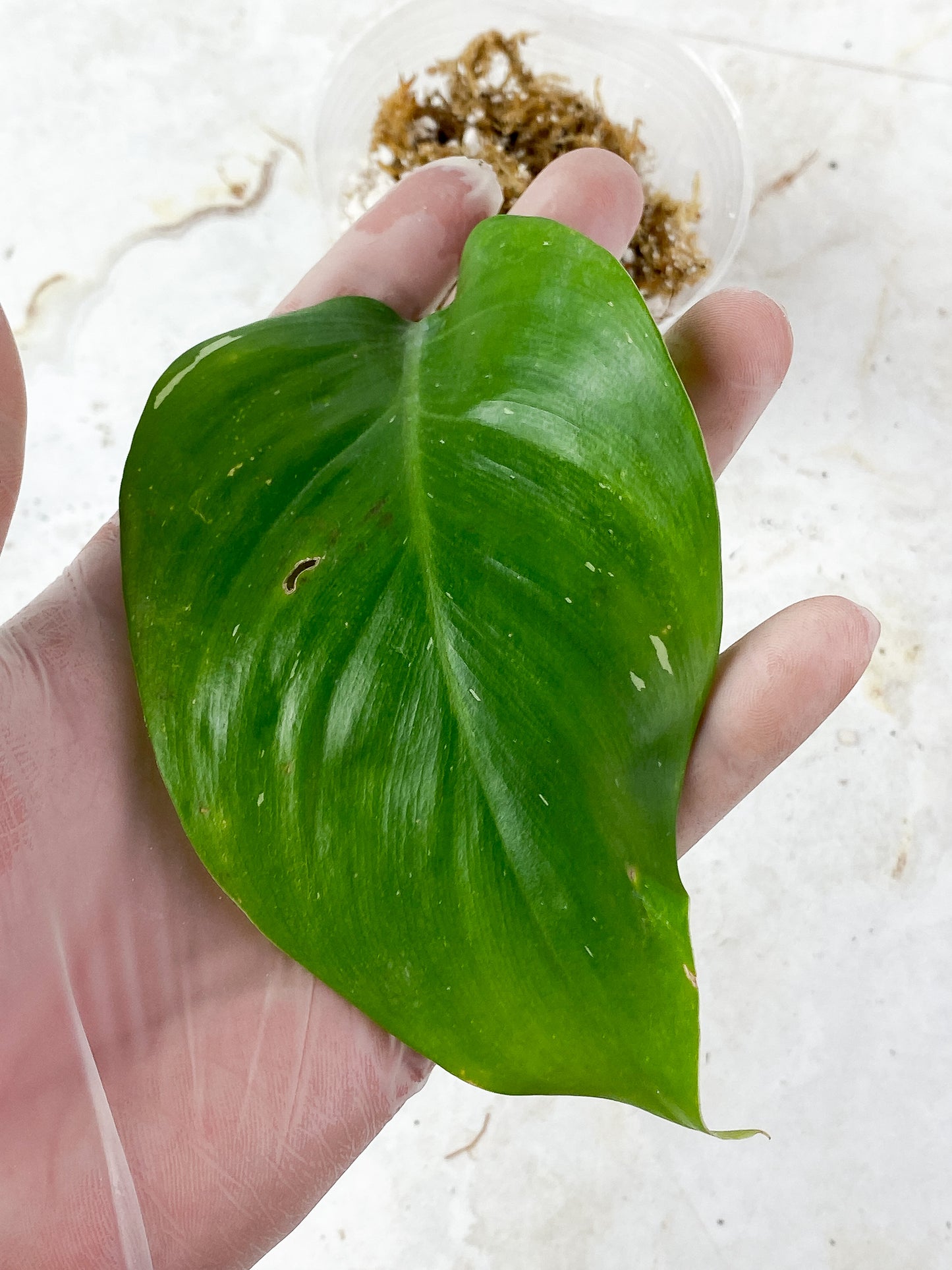 Philodendron White Princess Tricolor Rooting cutting 2 leaves
