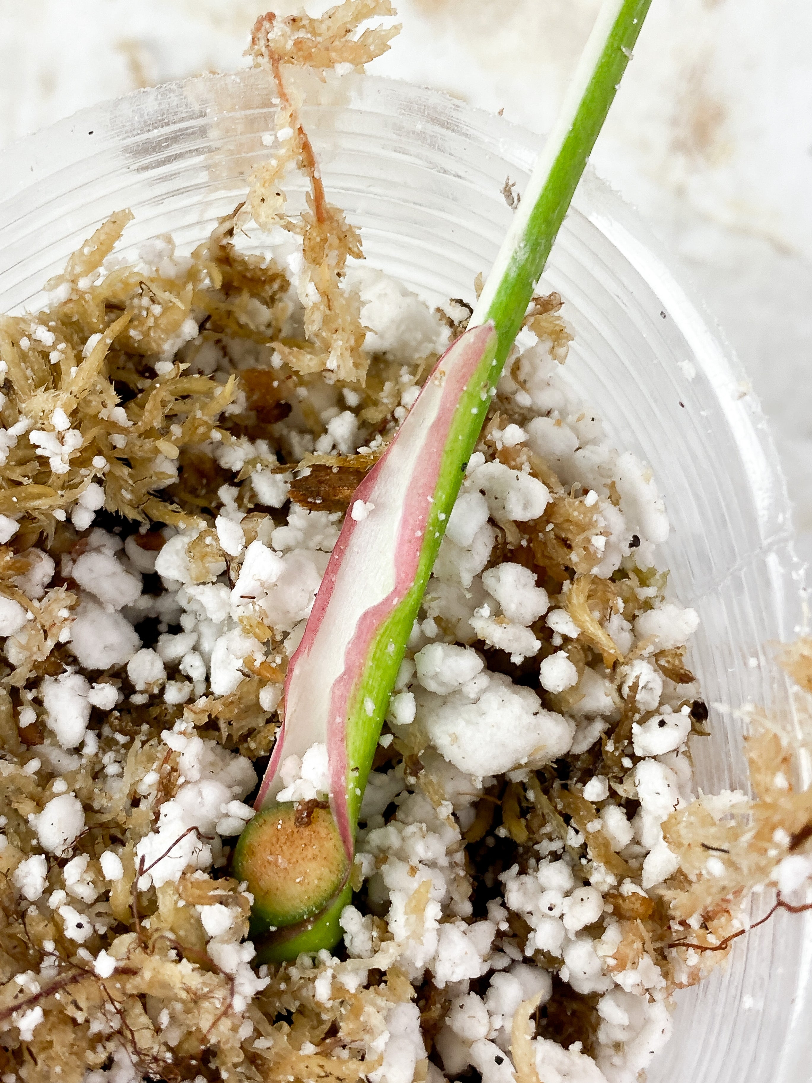 NOT FOR SALE: Philodendron White Princess rooting
