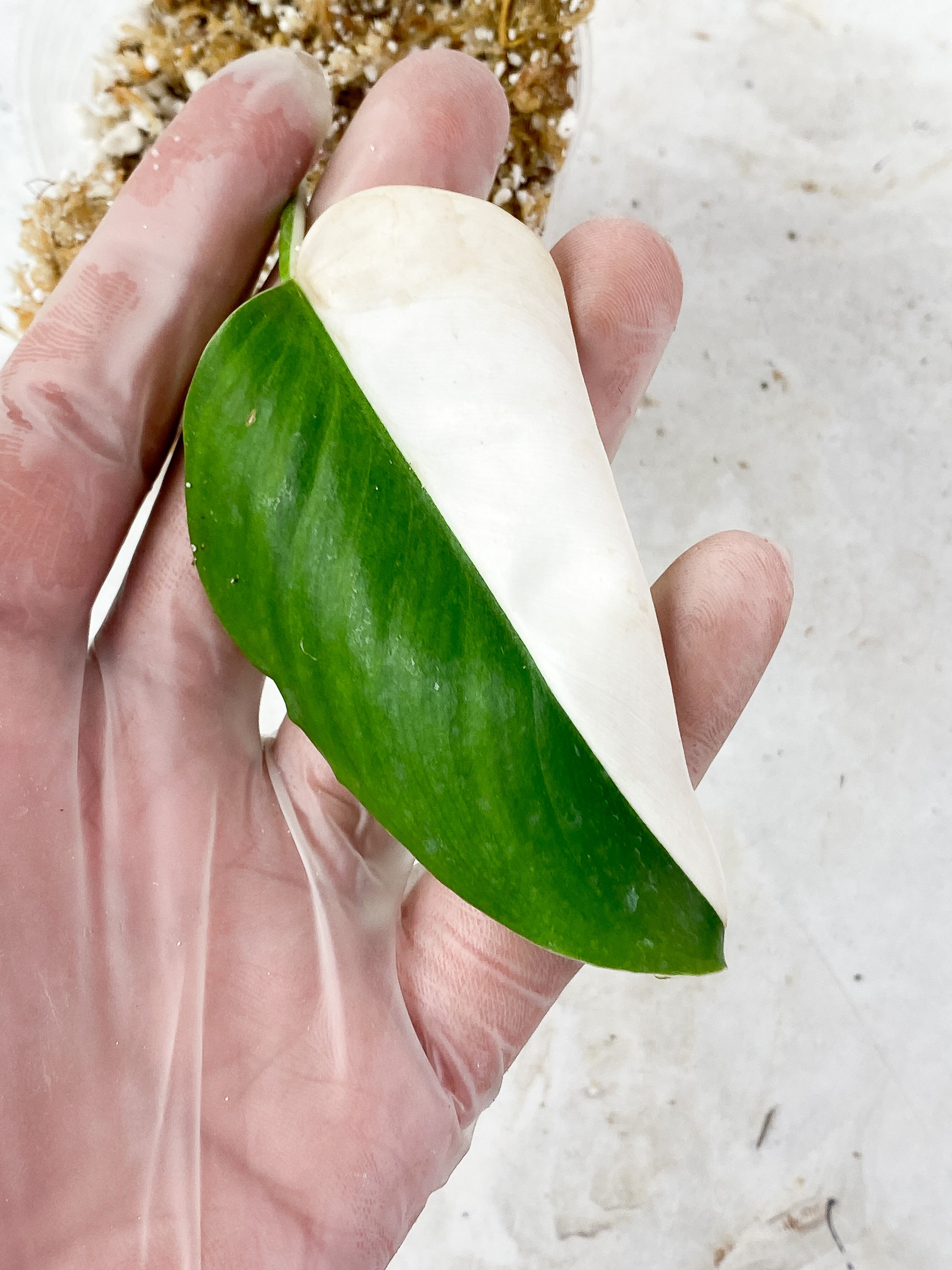 NOT FOR SALE: Philodendron White Princess rooting