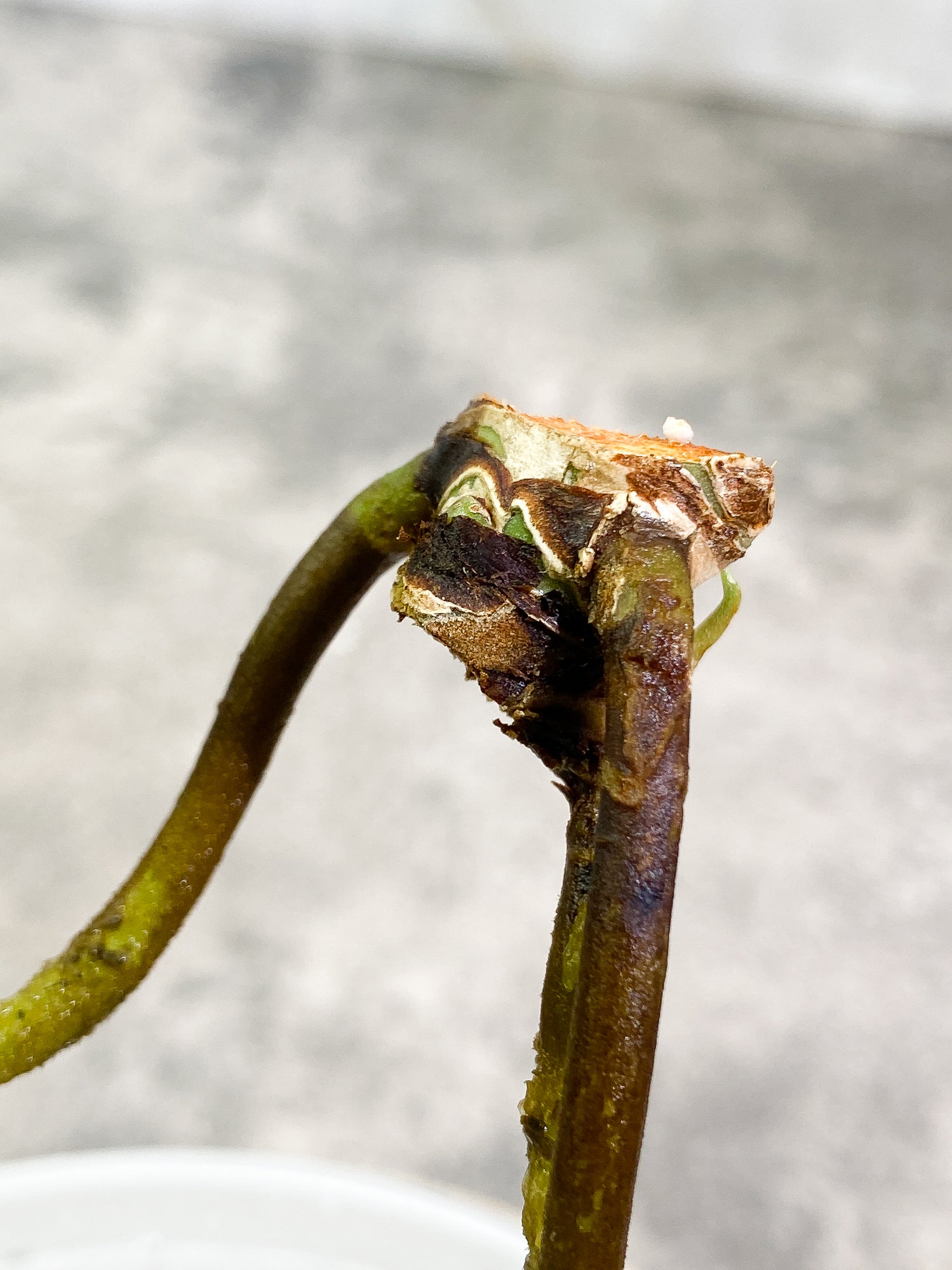 Anthurium Clarinervium x Pedatoradiatum 1 sprout 1 growing bud rooted node