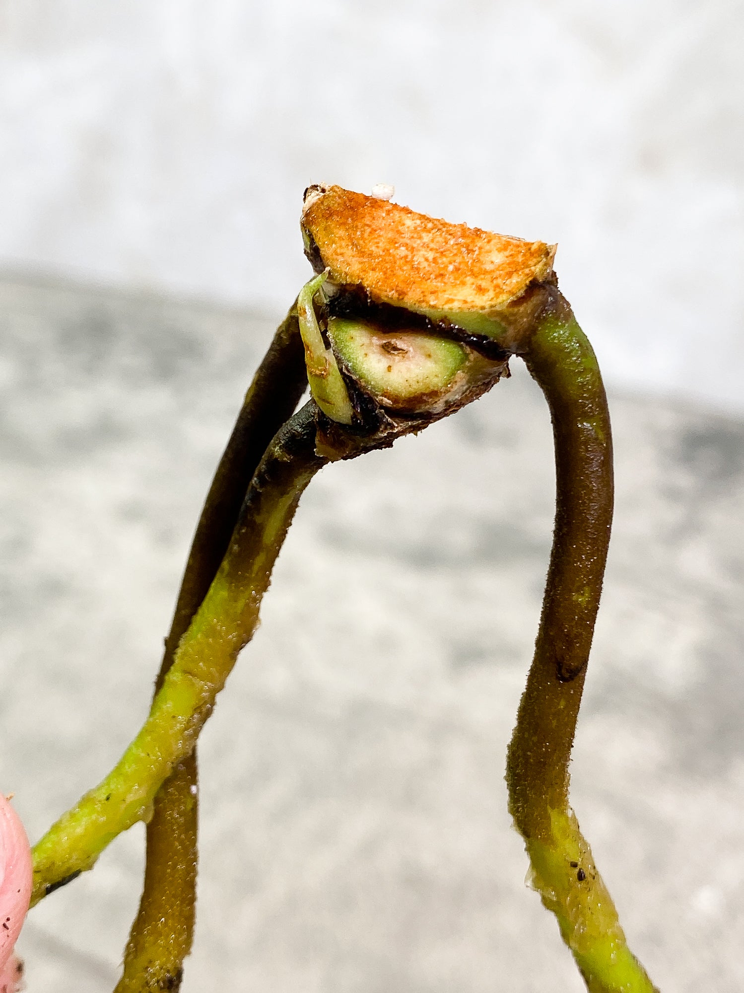 Anthurium Clarinervium x Pedatoradiatum 1 sprout 1 growing bud rooted node