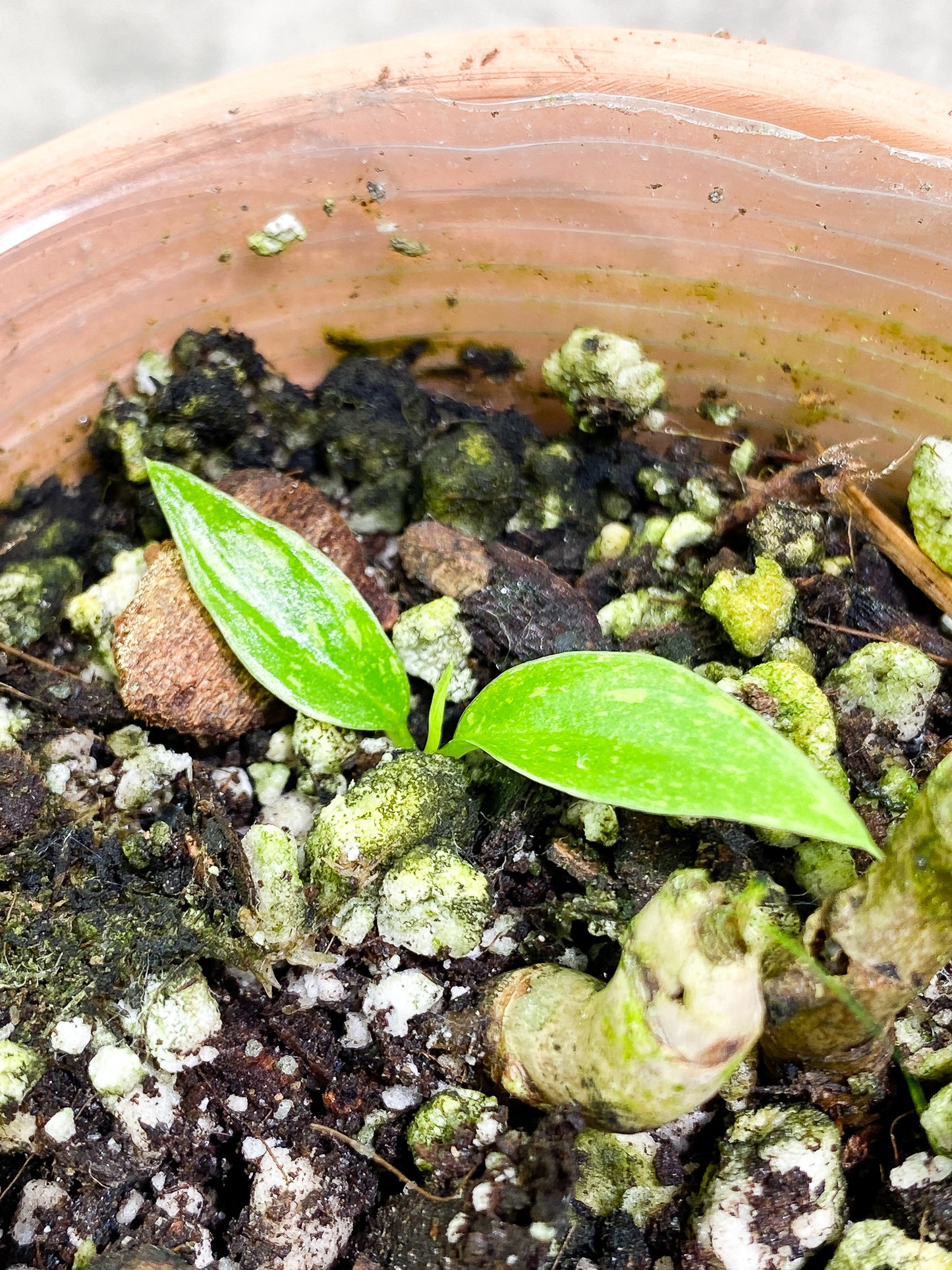 Philodendron  Ring of Fire  2 leaves 1 sprout rooting
