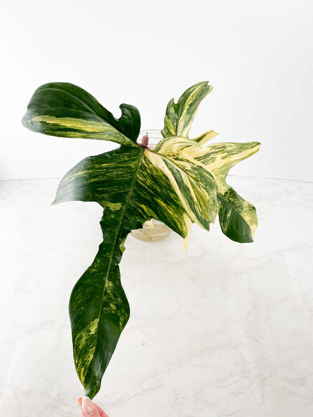 Philodendron Florida Beauty 2 large leaves triple nodes rooting
