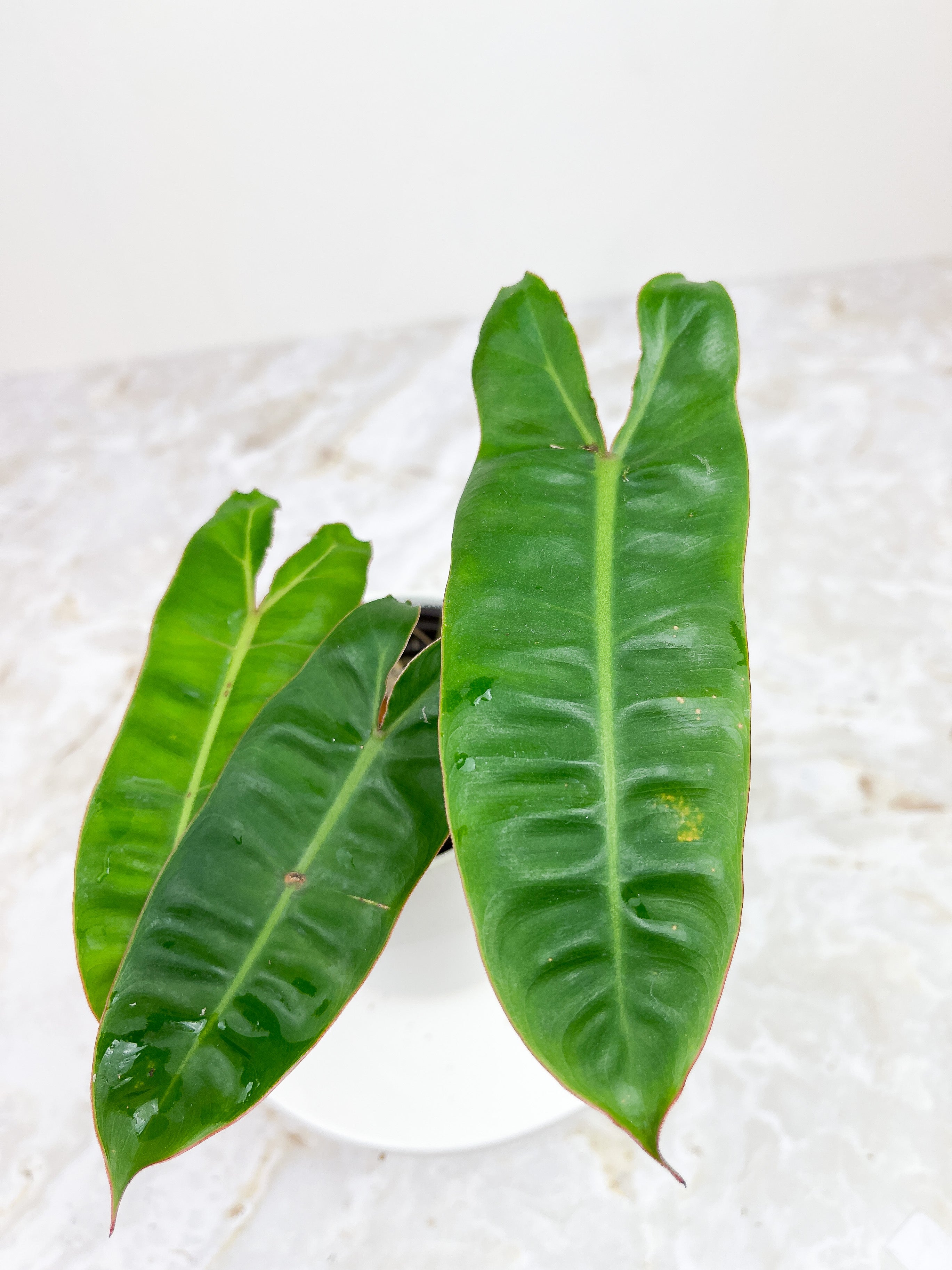 Philodendron Billietiae 4 leaves rooted