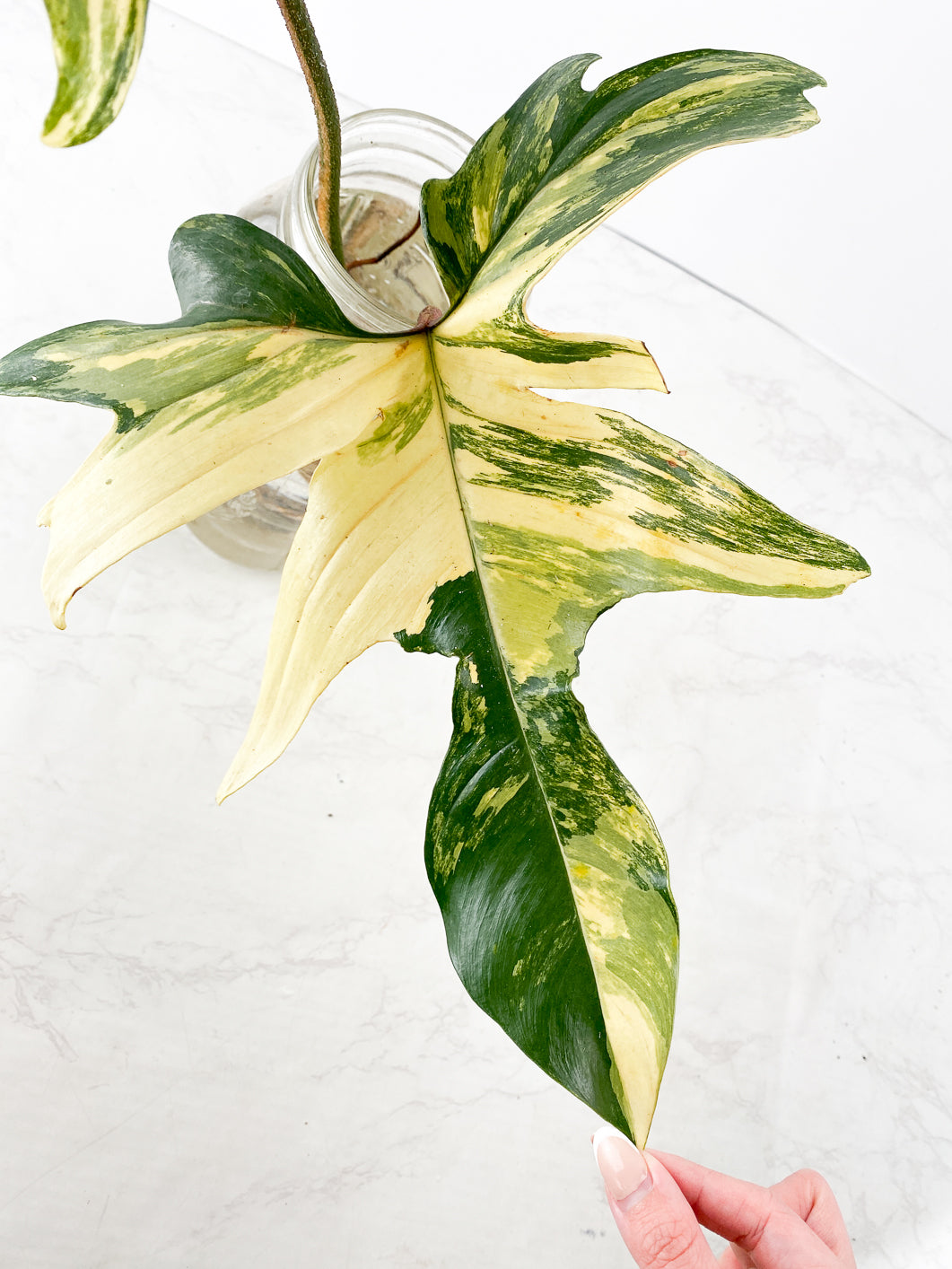 Philodendron Florida Beauty 2 large leaves triple nodes rooting