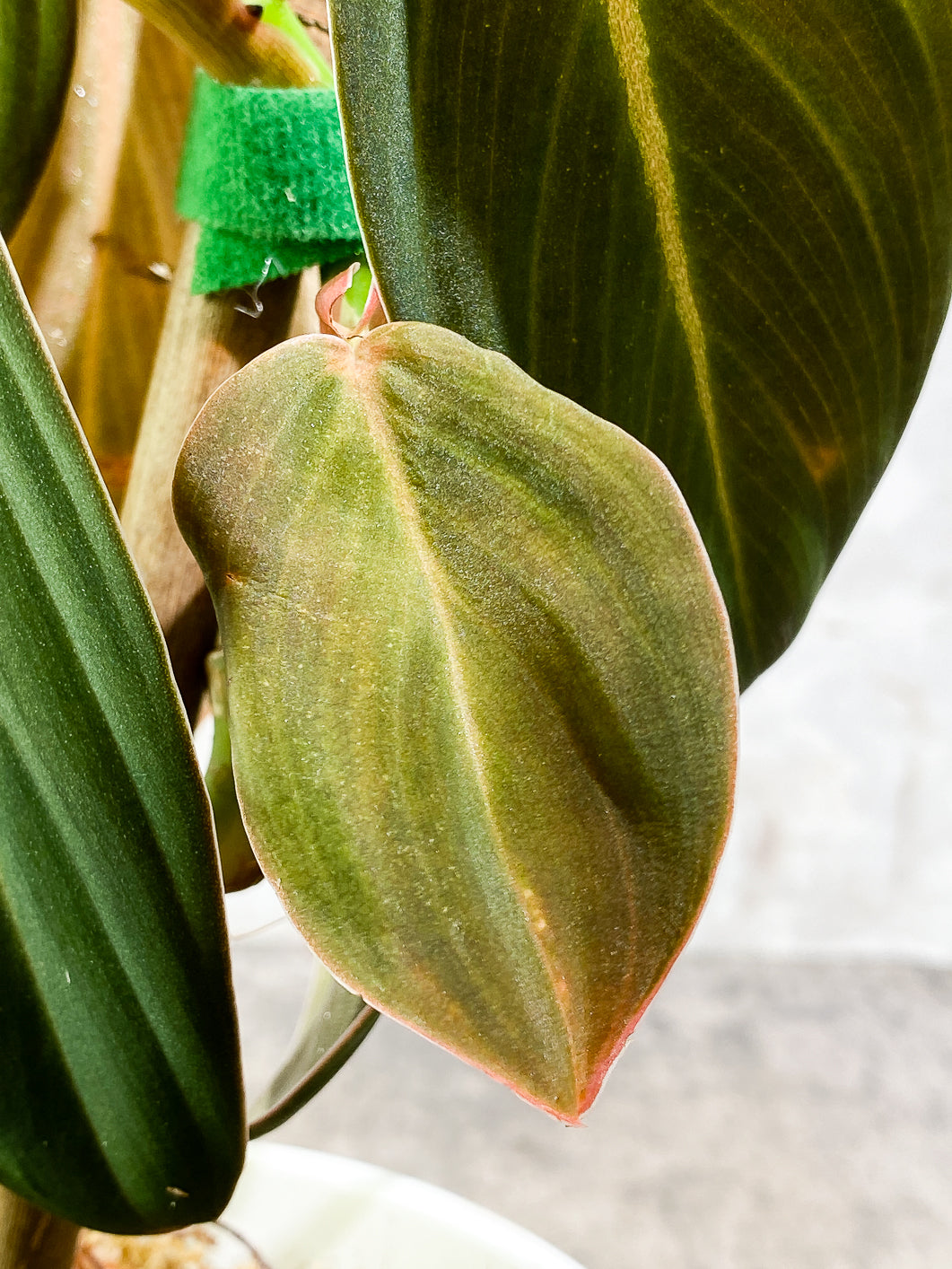 Philodendron Gigas 3 leaves 1 sprout Top Cutting rooted