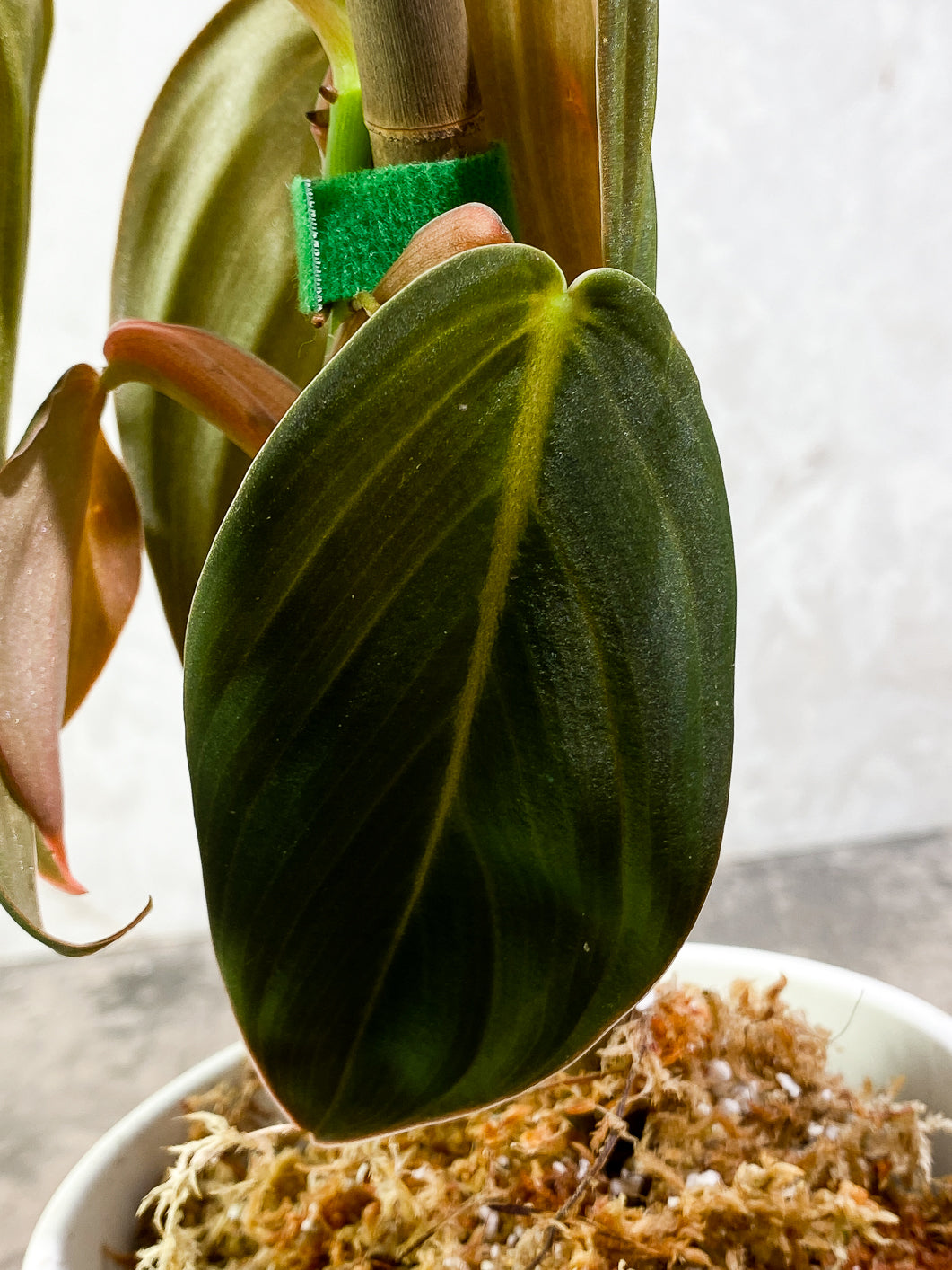 Philodendron Gigas 3 leaves 1 sprout Top Cutting rooted