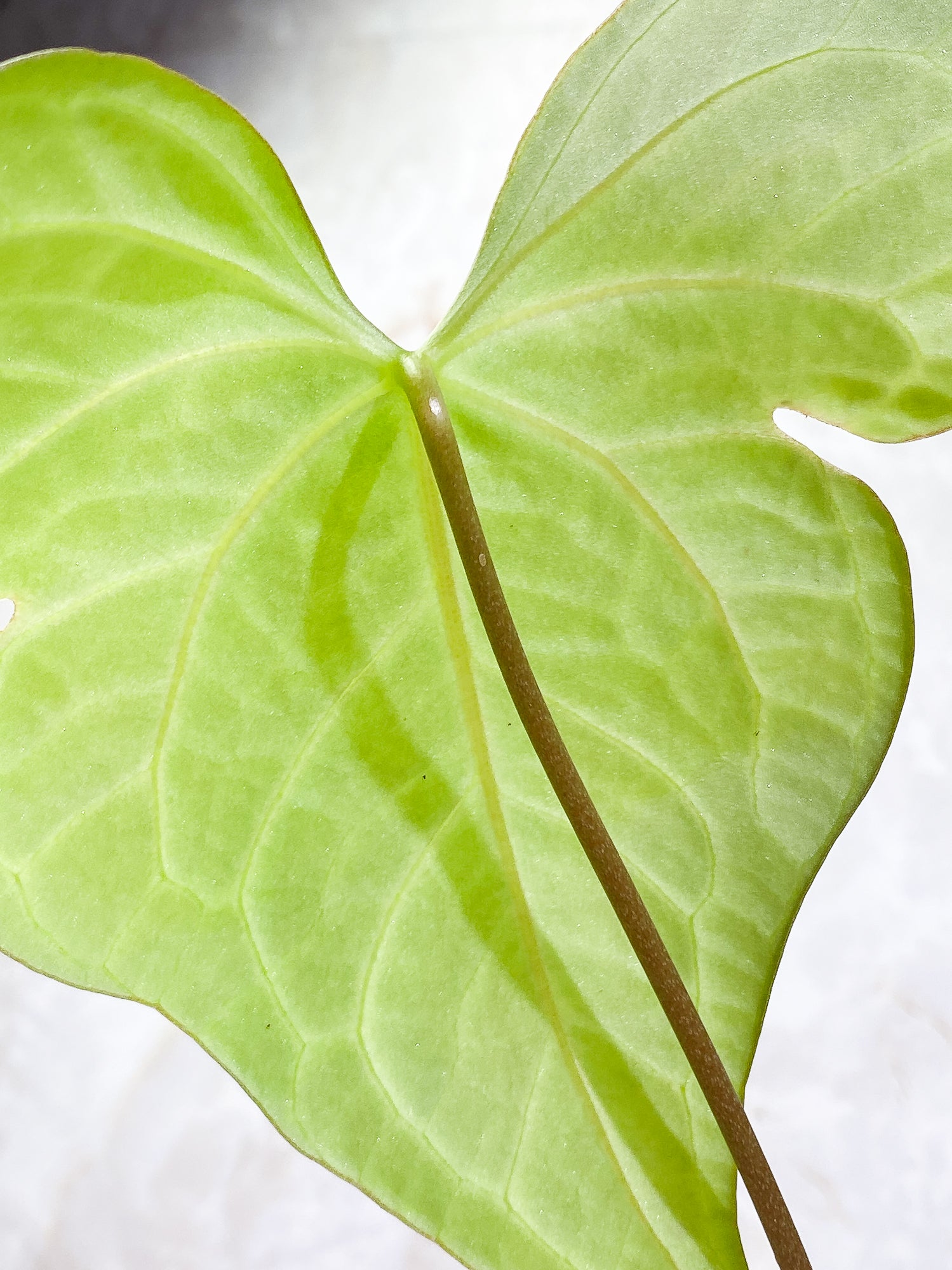 Anthurium Clarinervium x Pedatoradiatum  3 leaves Rooted