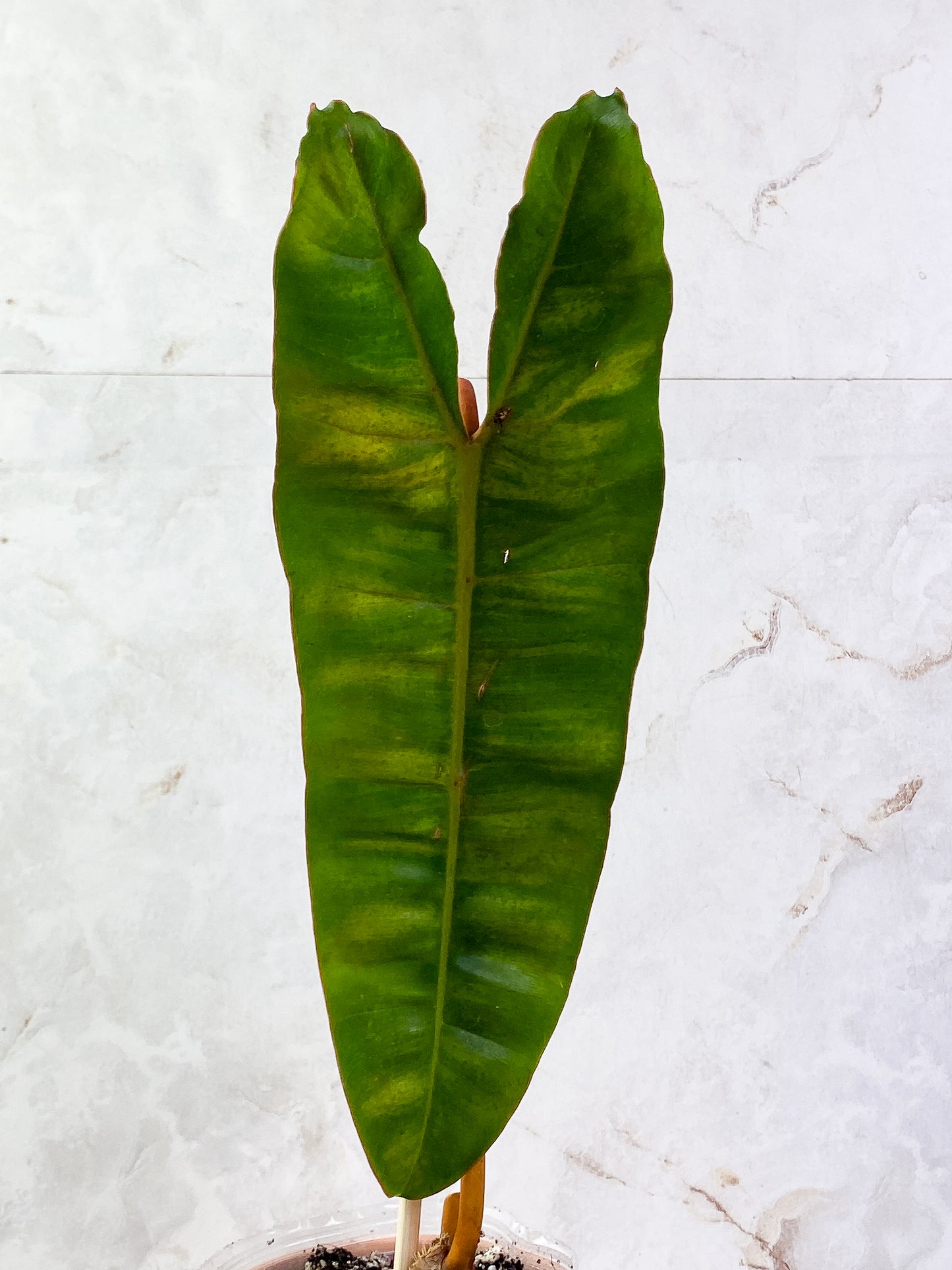 Philodendron billietiae with 1 leaf rooted