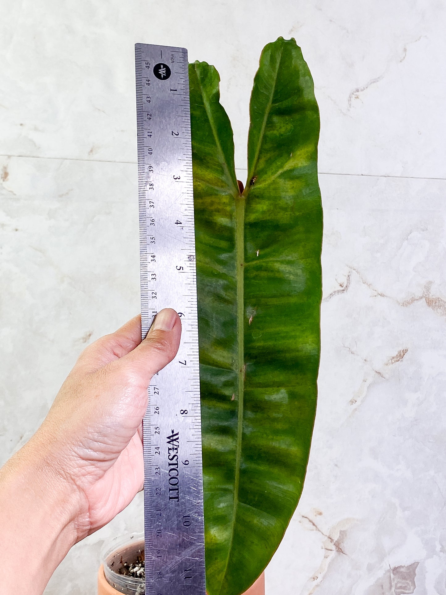 Philodendron billietiae with 1 leaf rooted