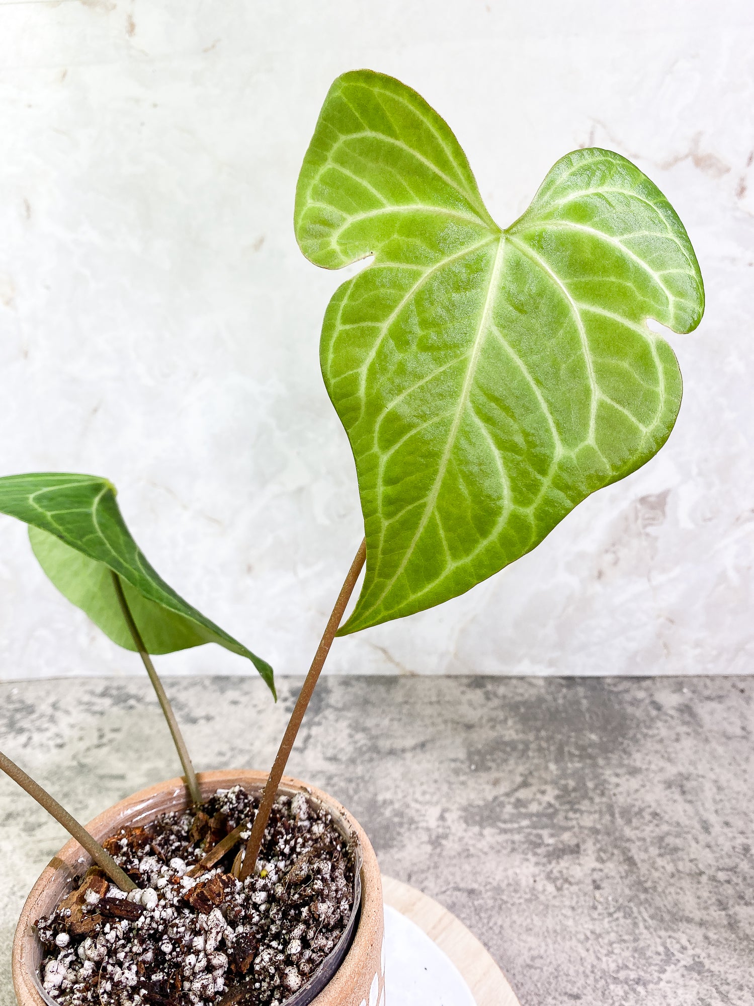 Anthurium Clarinervium x Pedatoradiatum  3 leaves Rooted
