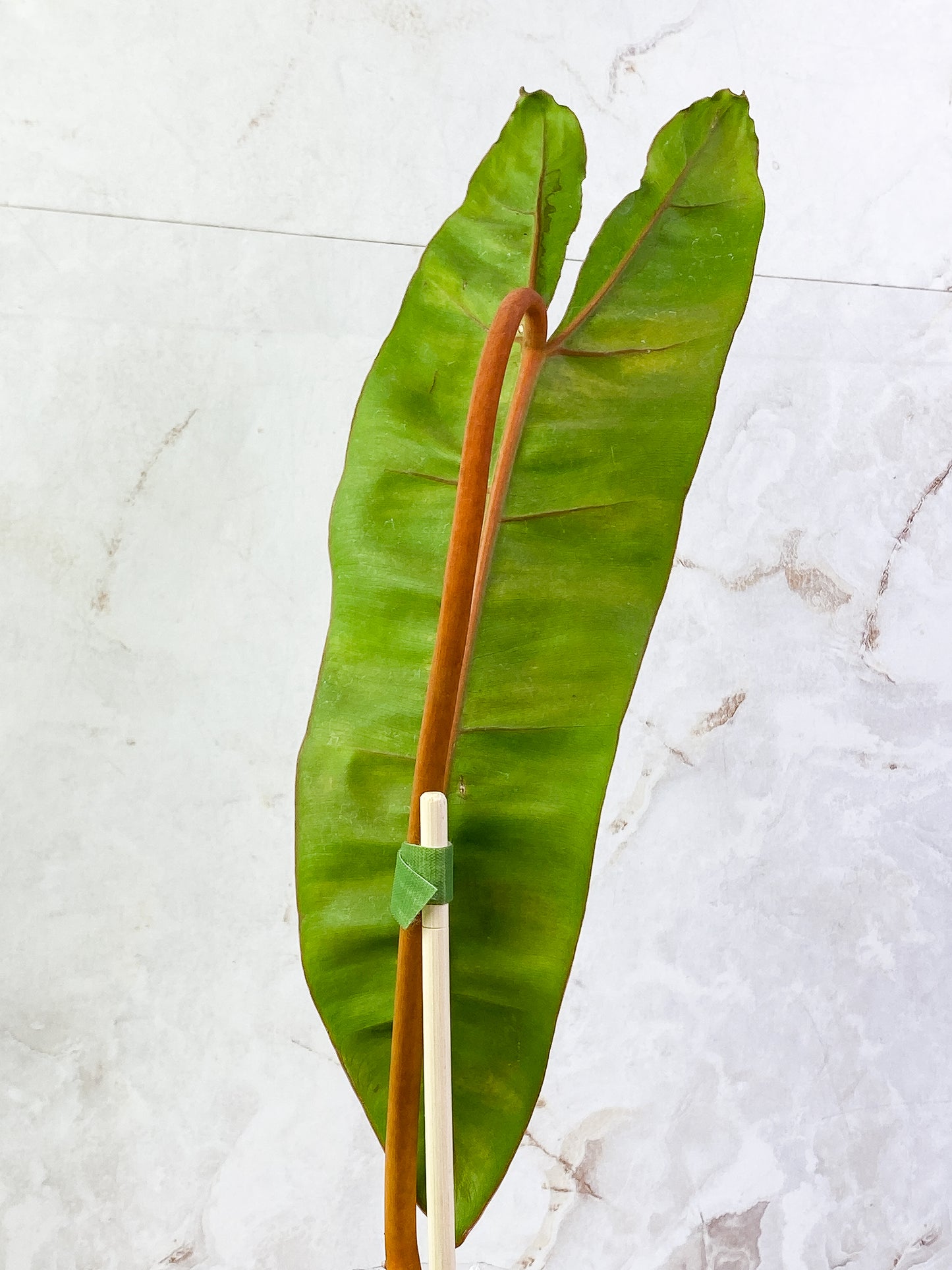 Philodendron billietiae with 1 leaf rooted