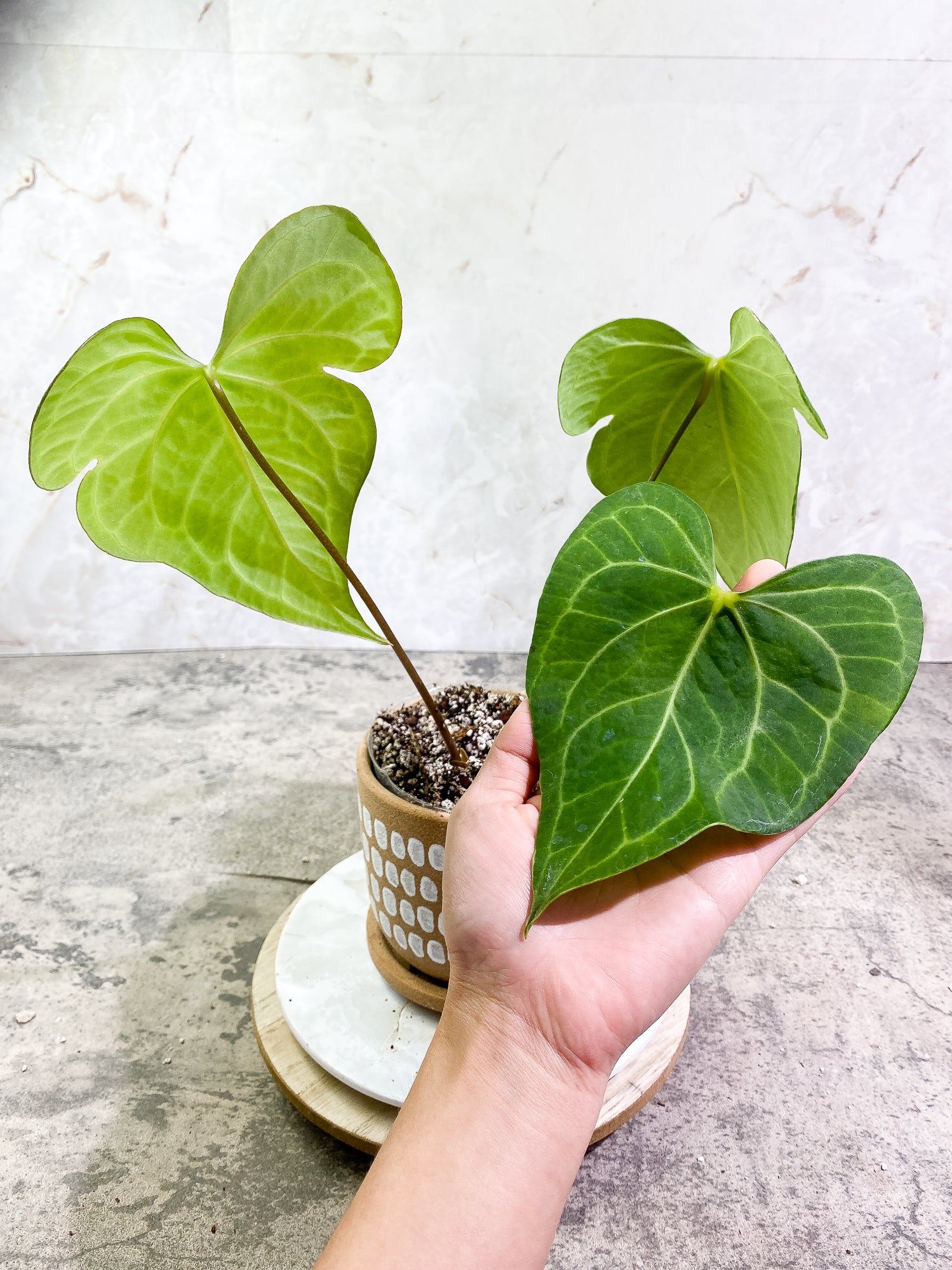 Anthurium Clarinervium x Pedatoradiatum  3 leaves Rooted