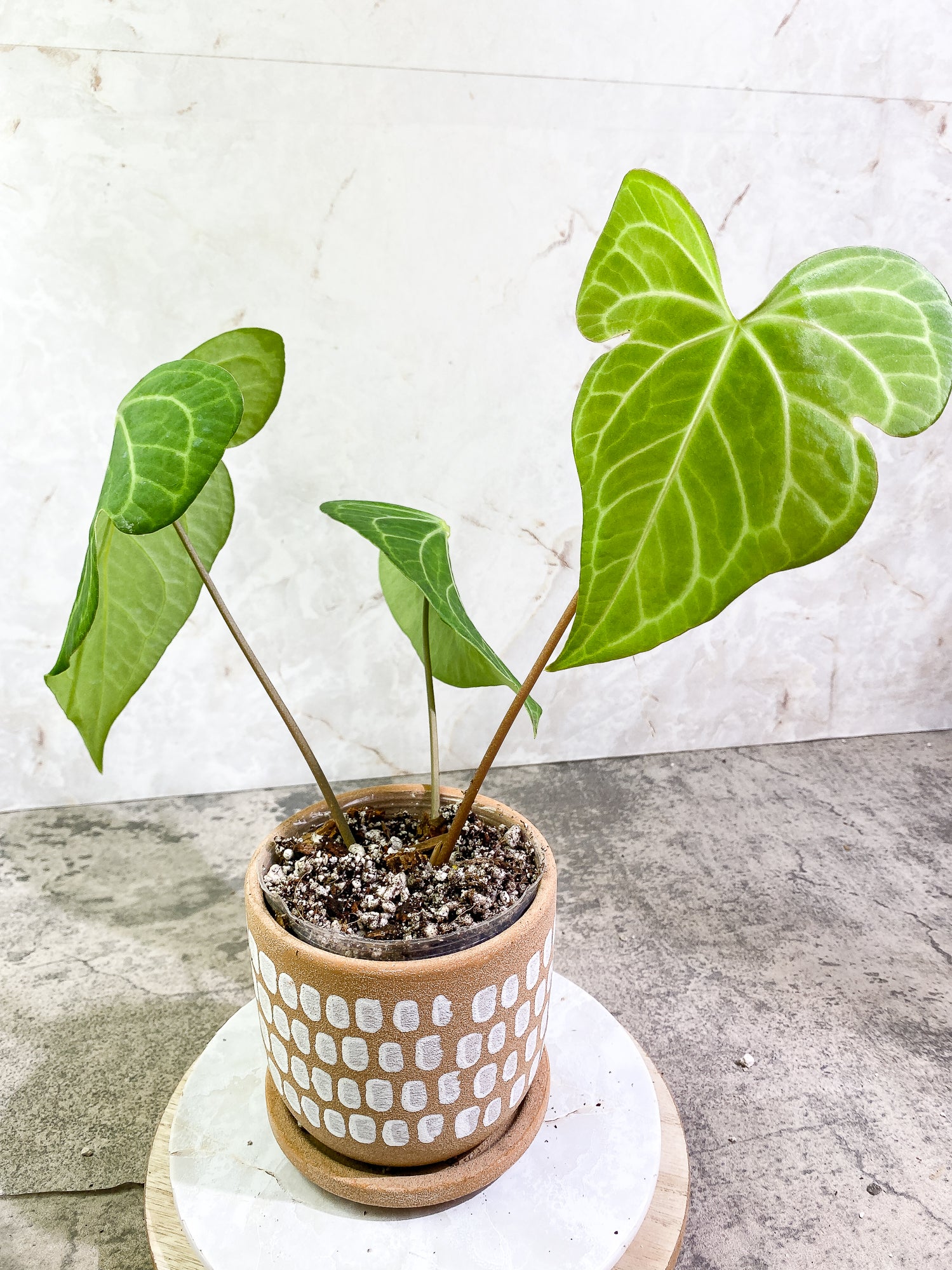 Anthurium Clarinervium x Pedatoradiatum  3 leaves Rooted