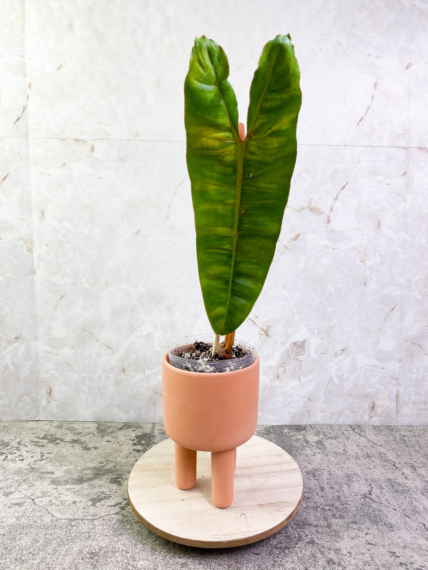 Philodendron billietiae with 1 leaf rooted