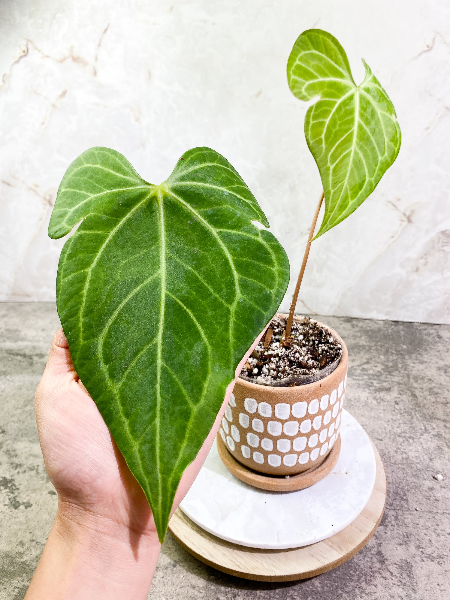Anthurium Clarinervium x Pedatoradiatum  3 leaves Rooted
