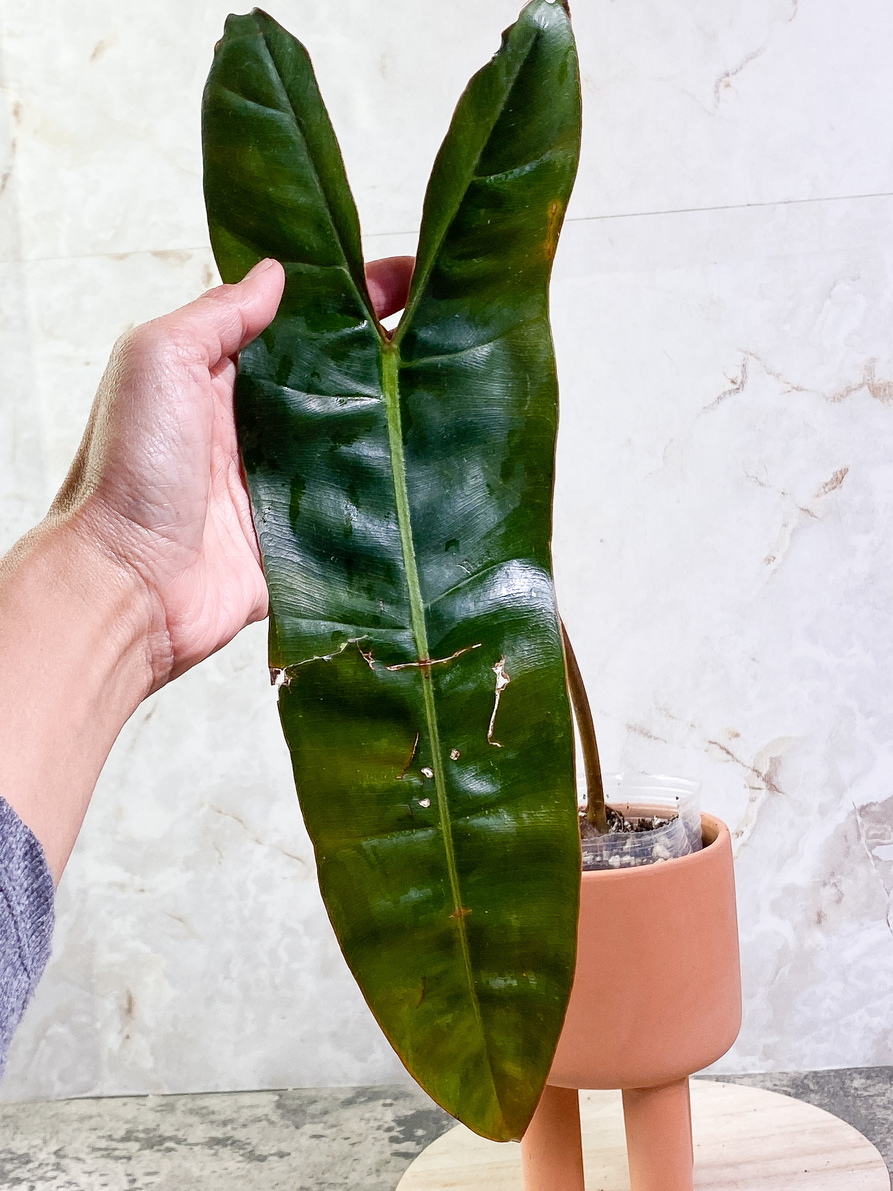 Philodendron billietiae with 1 leaf and 1 sprout rooting