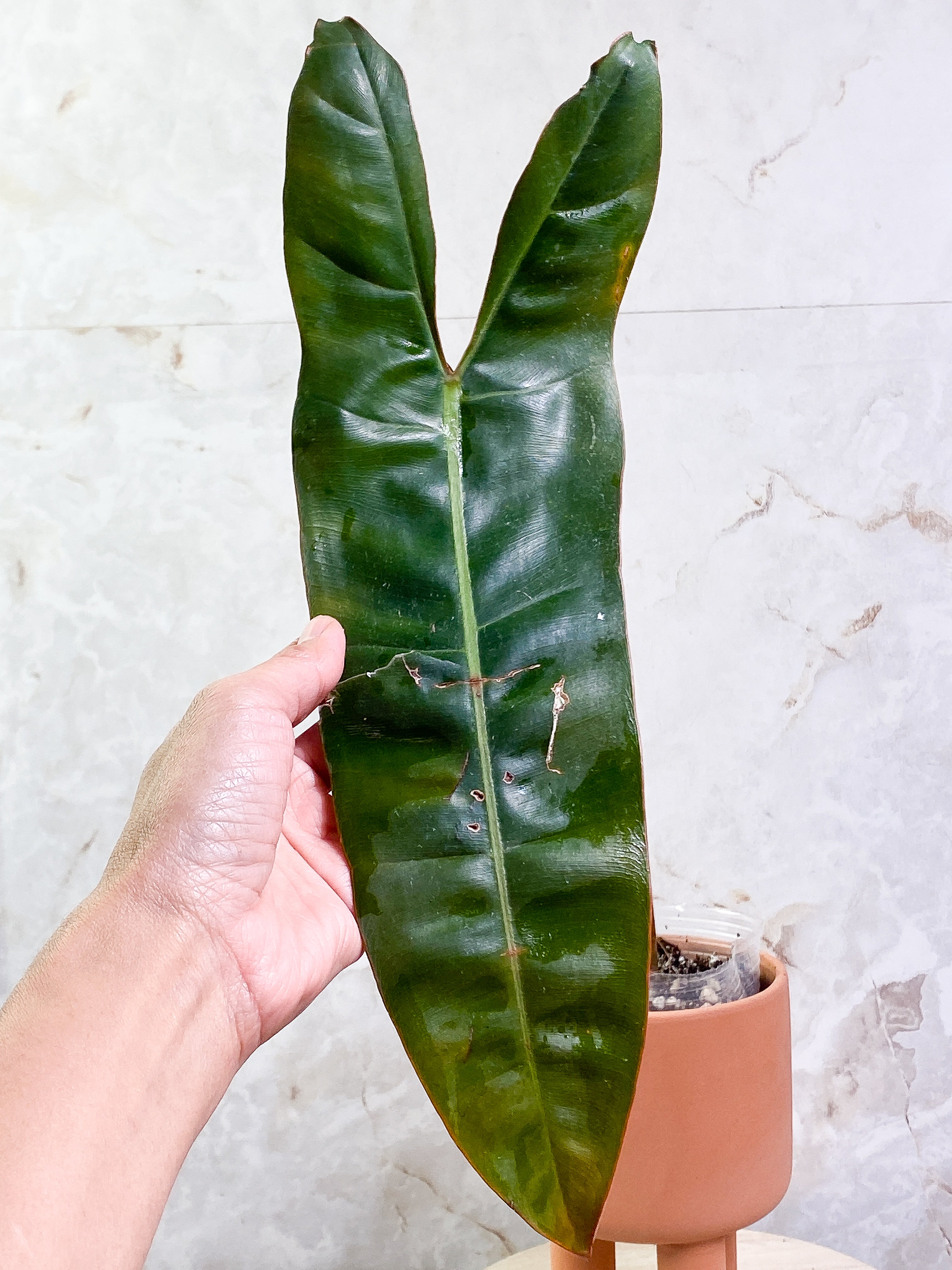 Philodendron billietiae with 1 leaf and 1 sprout rooting