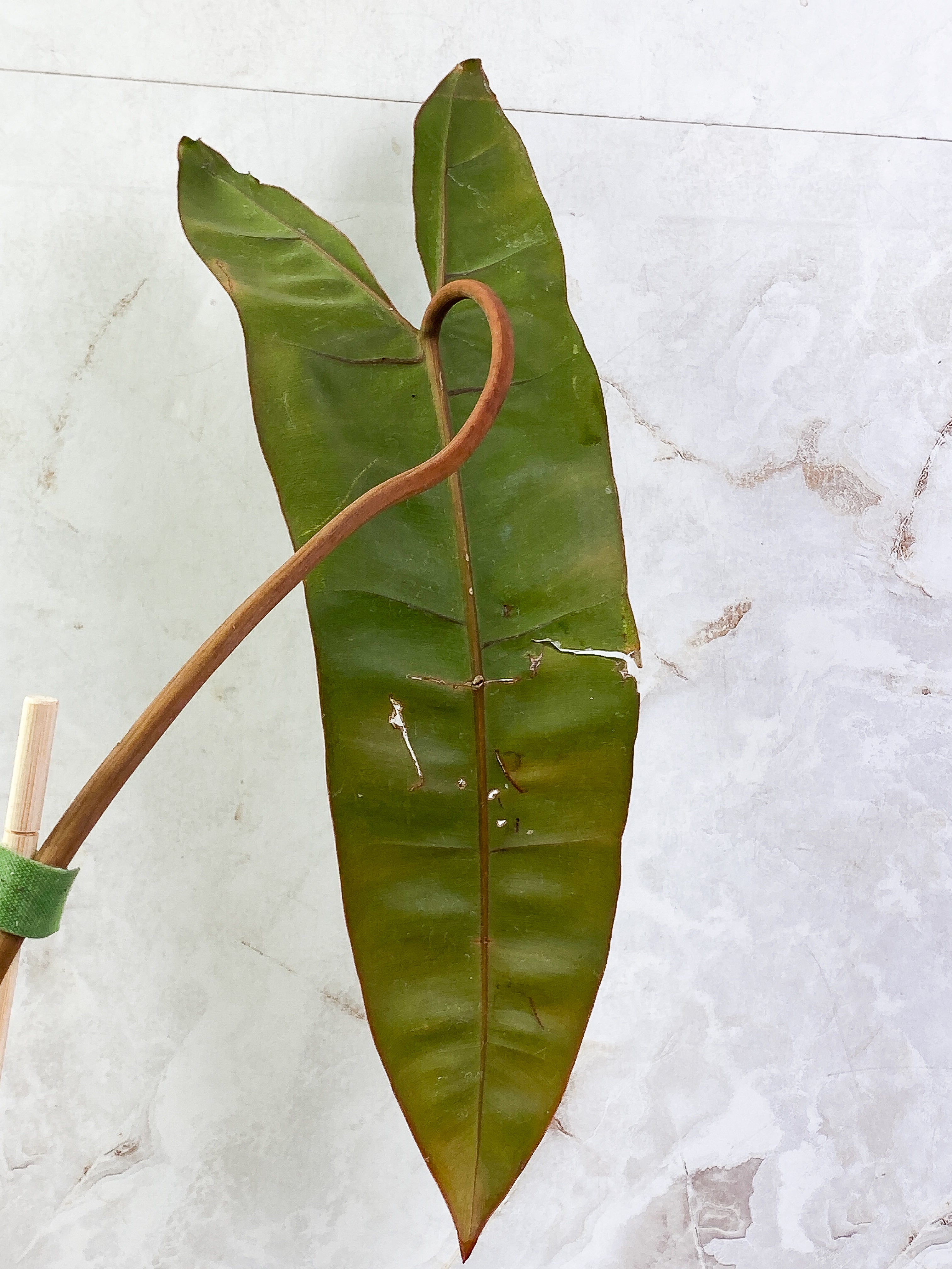 Philodendron billietiae with 1 leaf and 1 sprout rooting