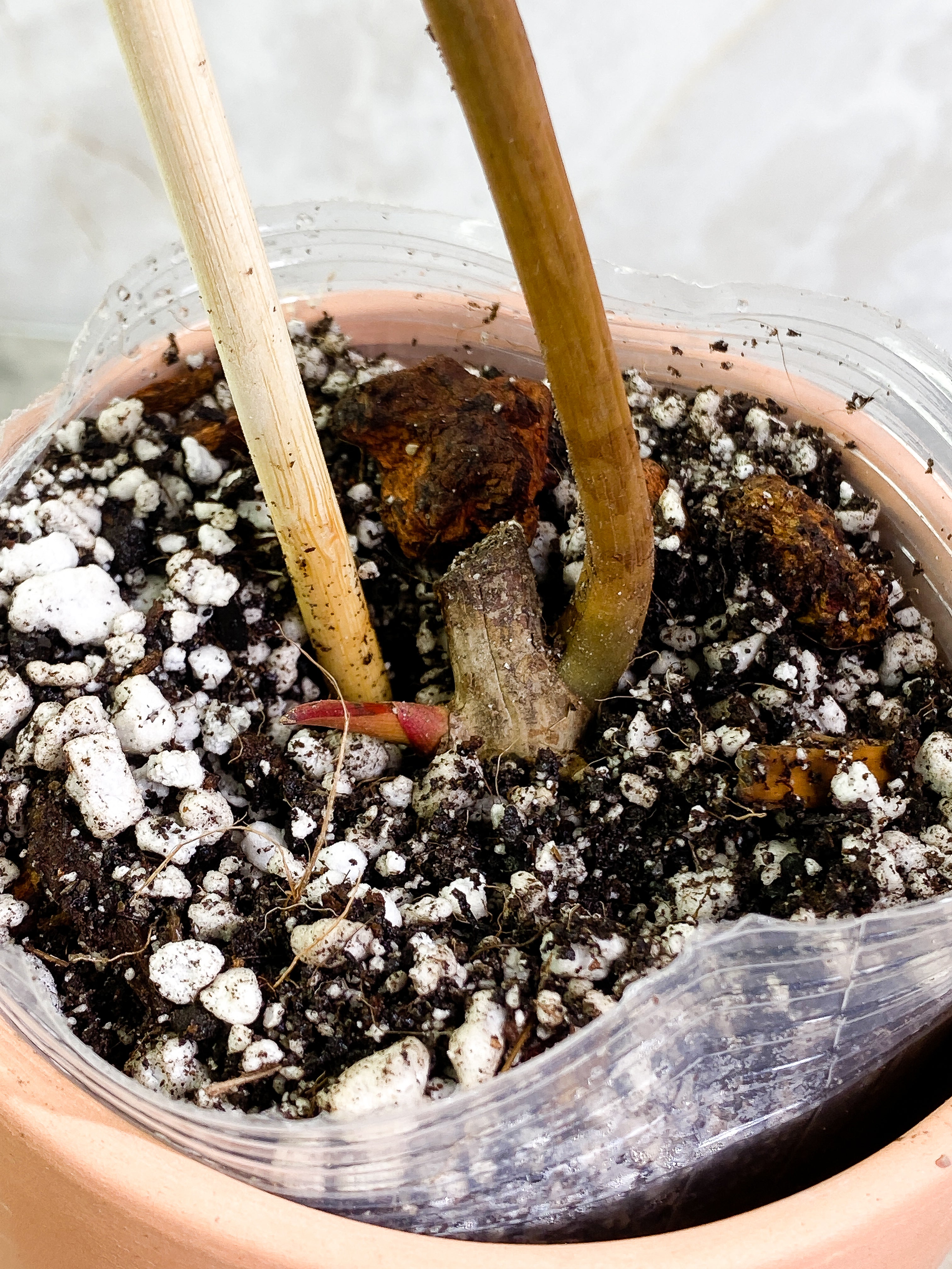 Philodendron billietiae with 1 leaf and 1 sprout rooting