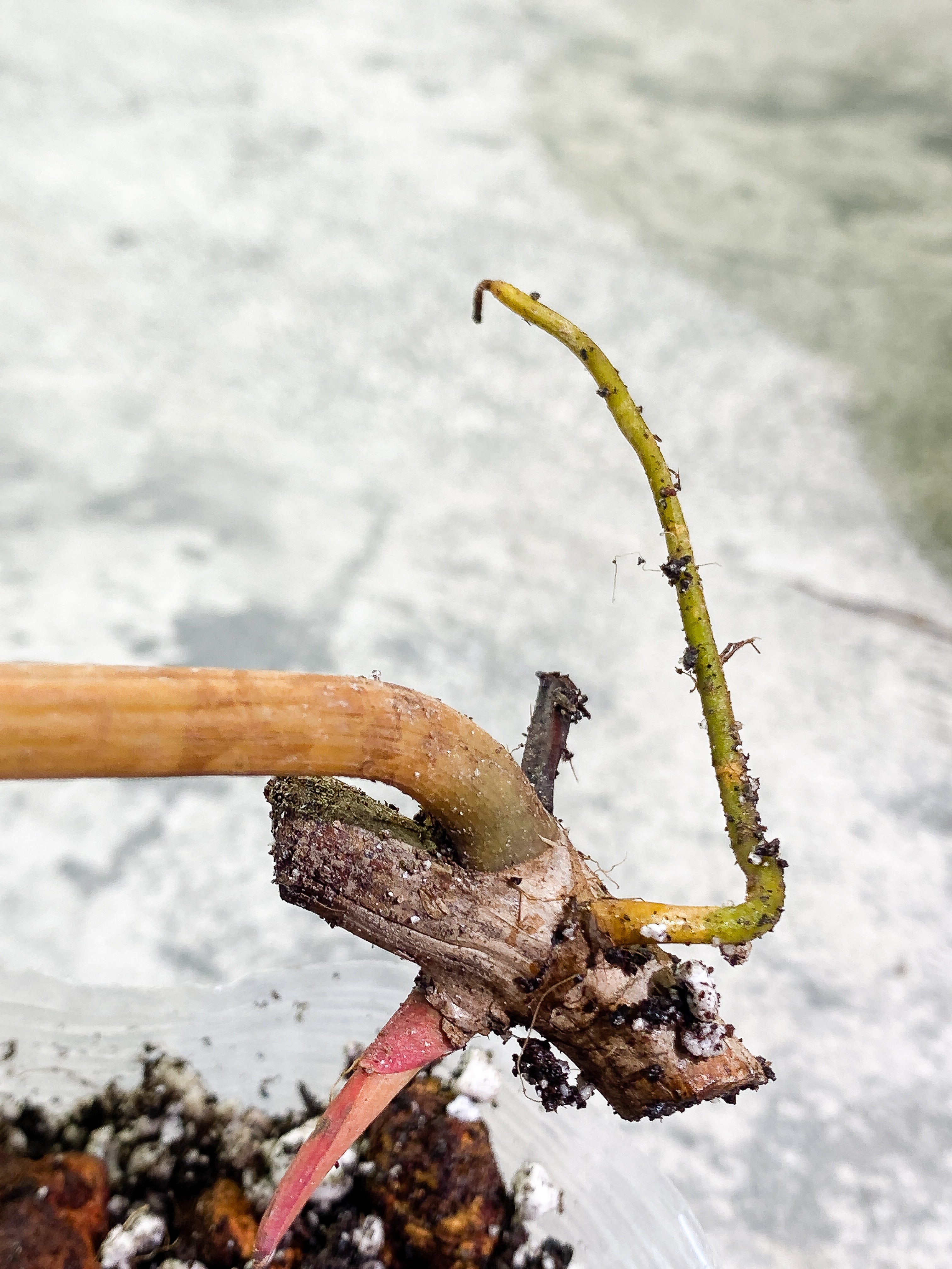 Philodendron billietiae with 1 leaf and 1 sprout rooting