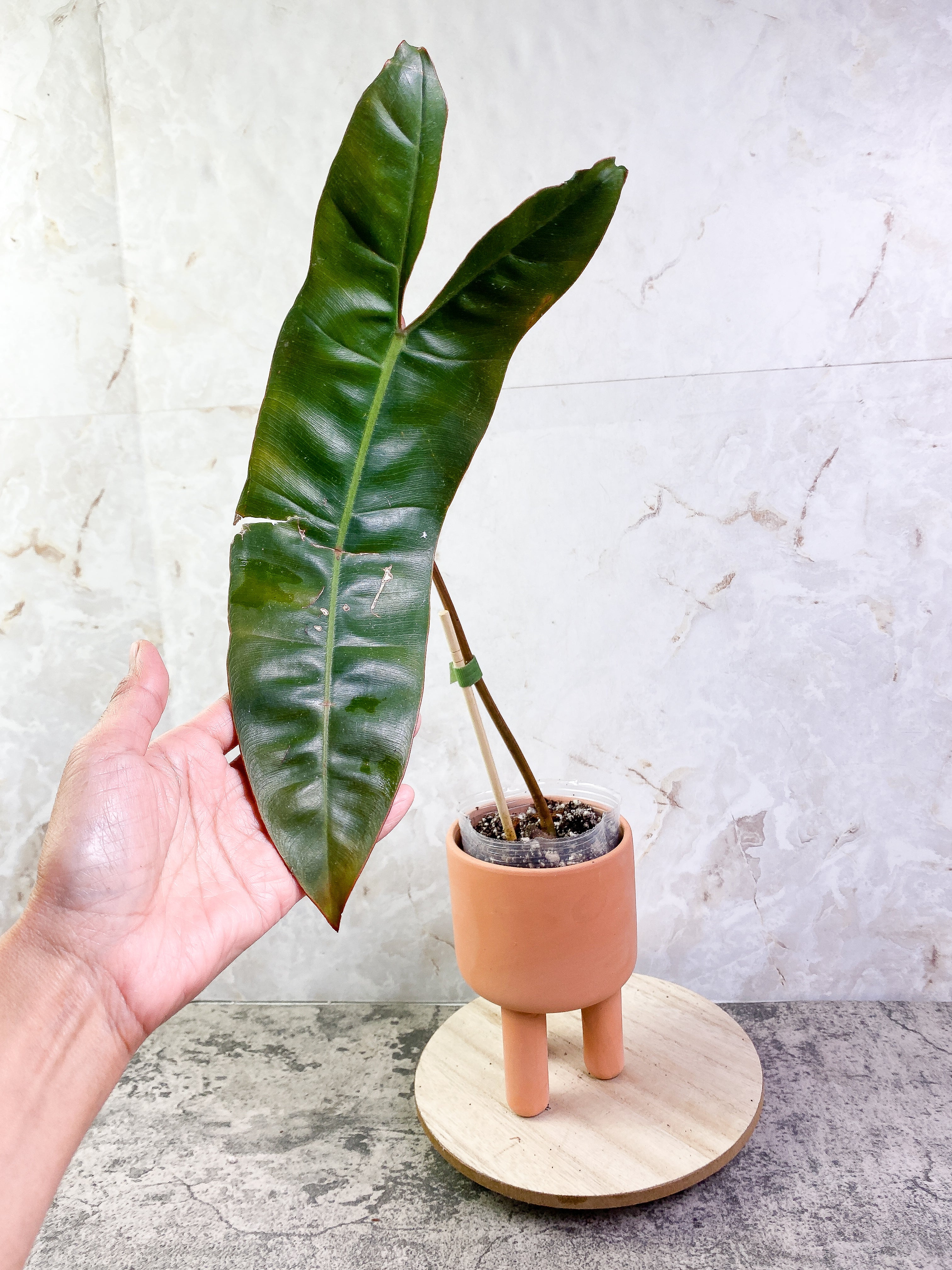 Philodendron billietiae with 1 leaf and 1 sprout rooting