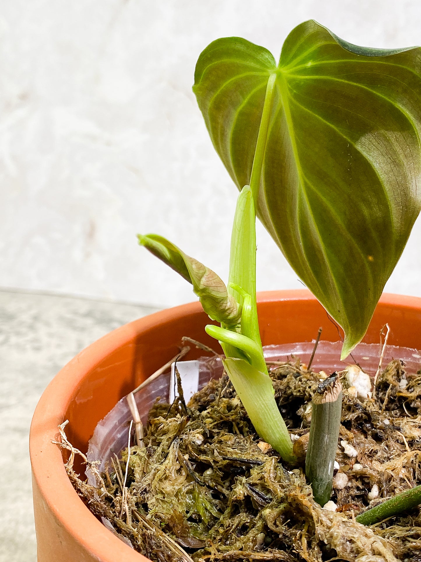 Philodendron Splendid 1 leaf 1 unfurling leaf 2 sprouts fully rooted
