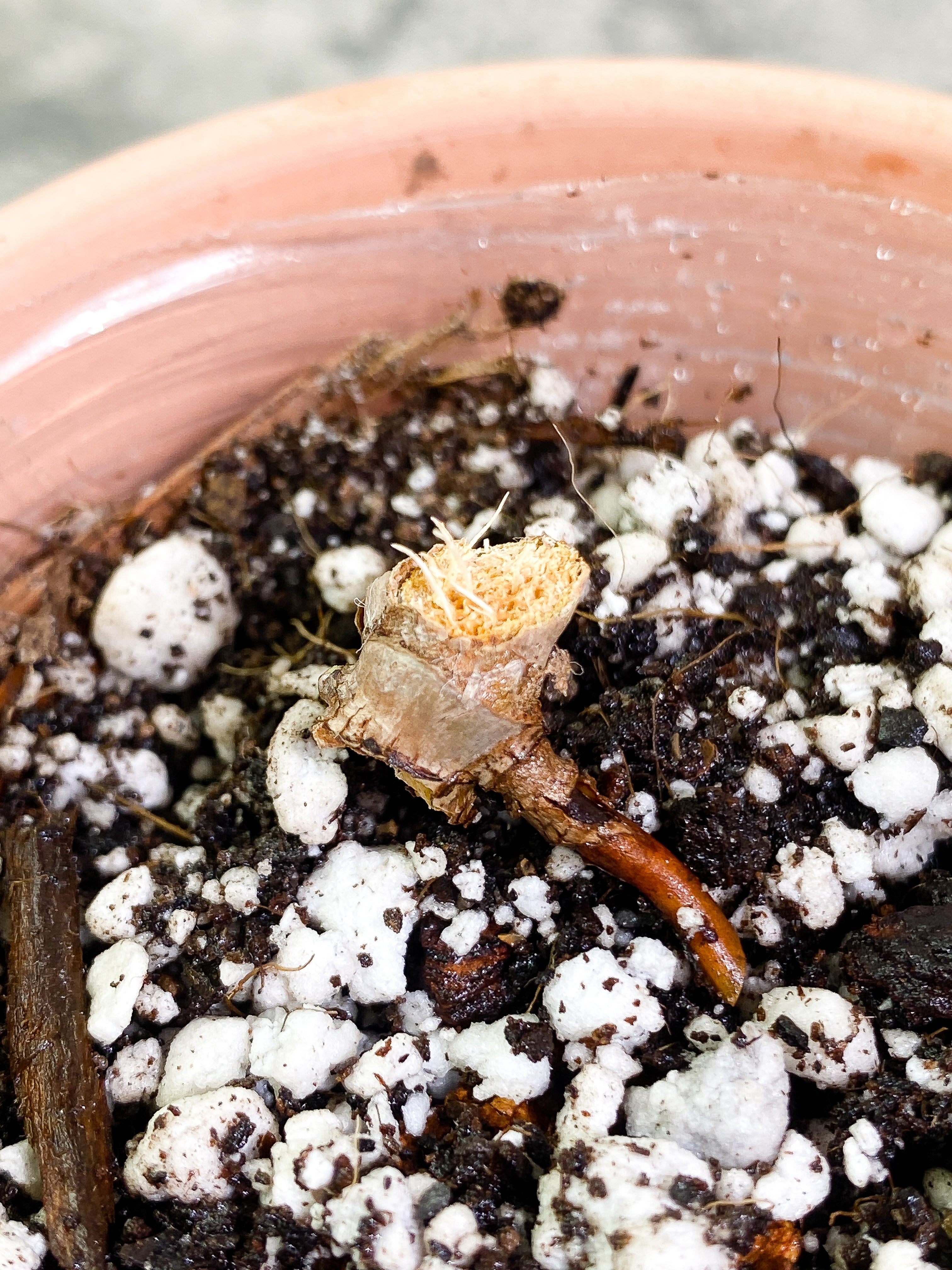 Philodendron billietiae node slightly rooted
