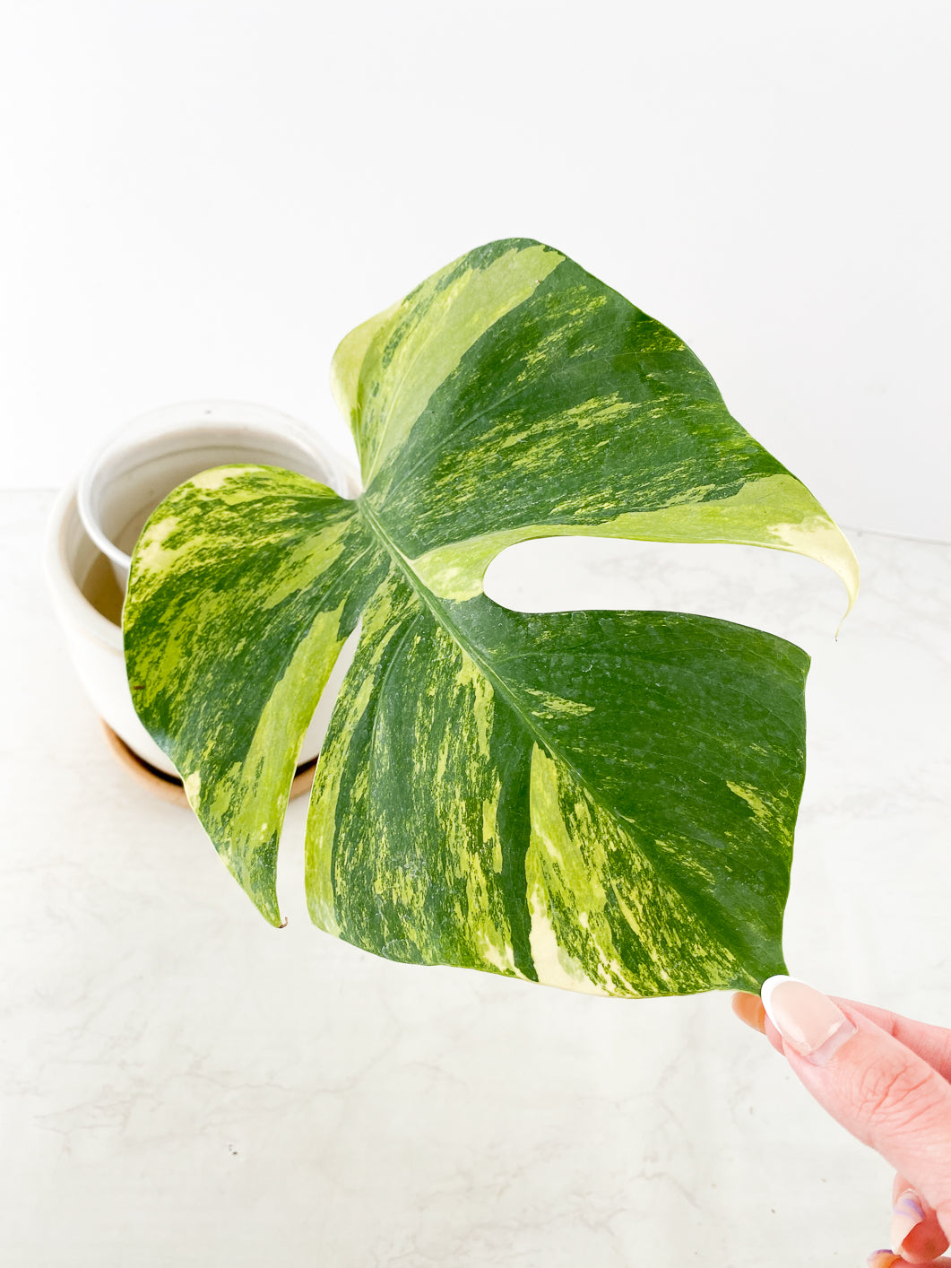 Monstera Aurea Tricolor Rooting 1 leaf