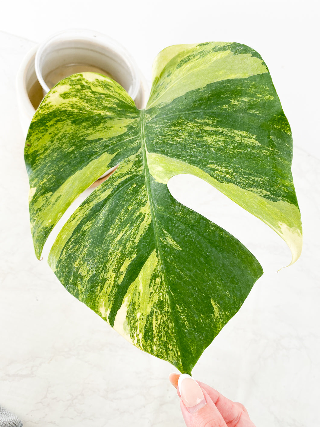 Monstera Aurea Tricolor Rooting 1 leaf