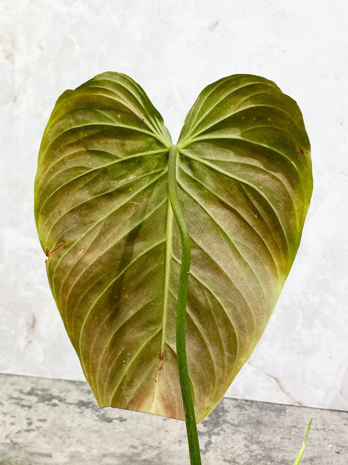 Philodendron Splendid 1 leaf 1 sprout fully rooted