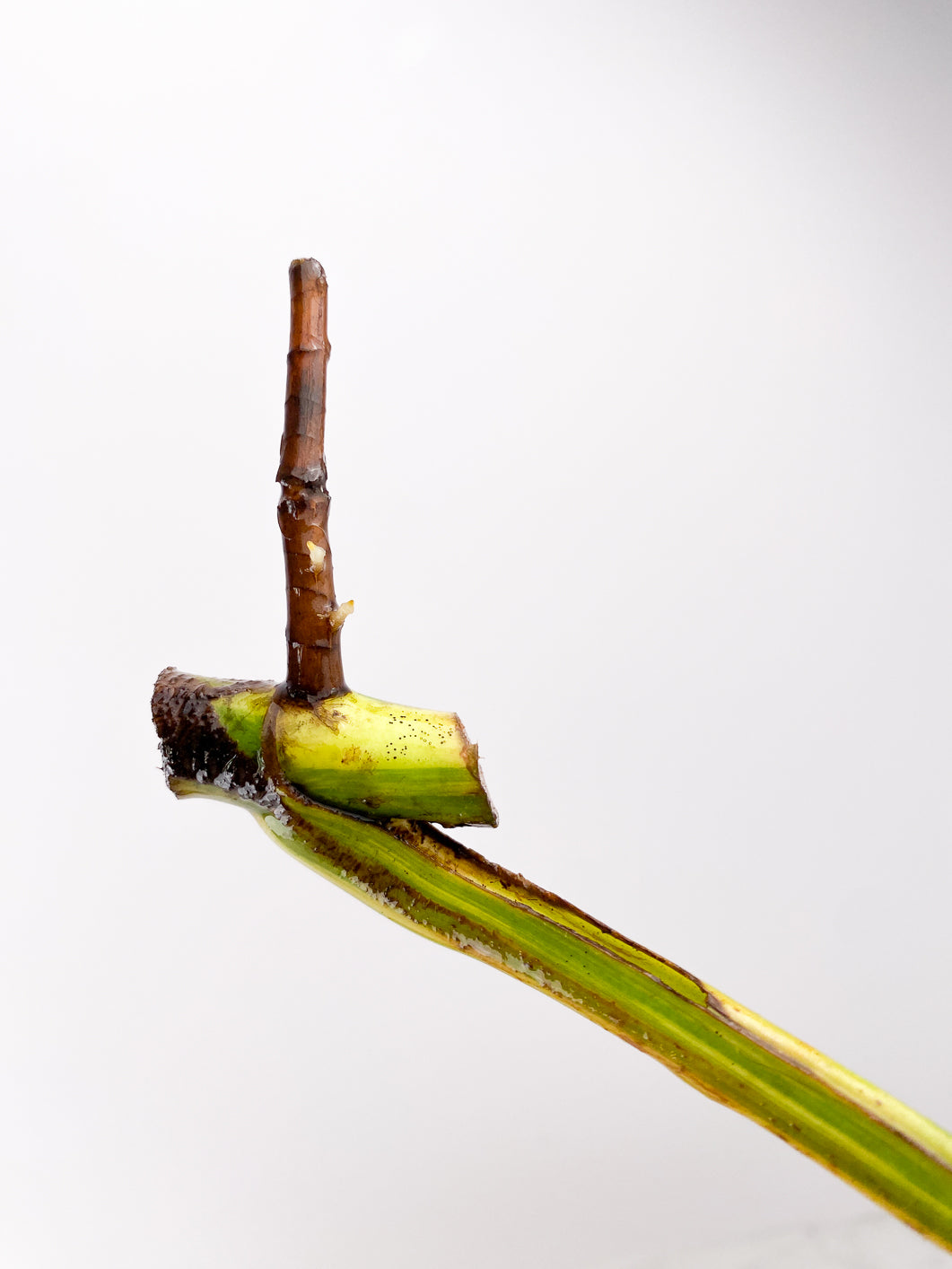 Monstera Aurea Tricolor Rooting 1 leaf