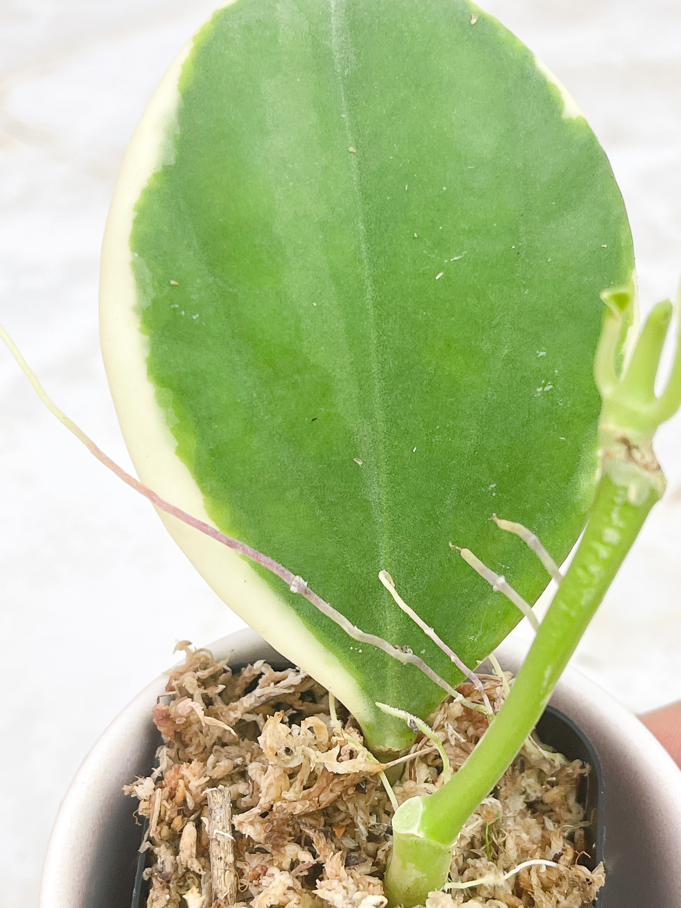 Hoya pachyclada variegated "New moon"