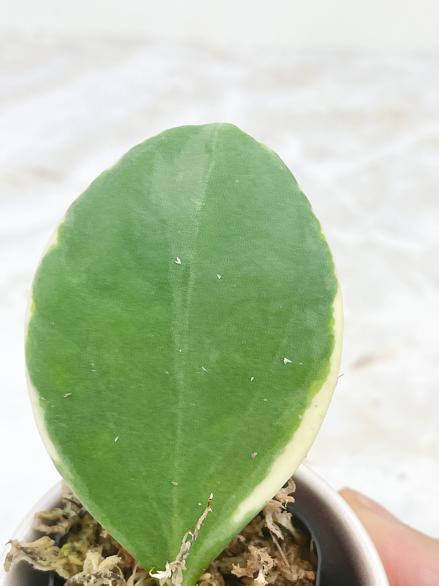 Hoya pachyclada variegated "New moon"
