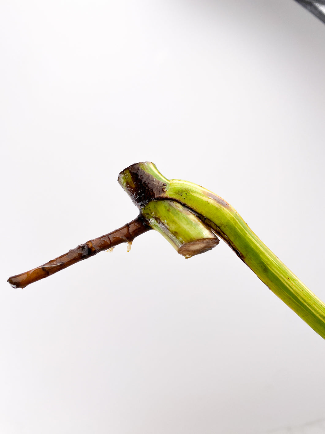 Monstera Aurea Tricolor Rooting 1 leaf