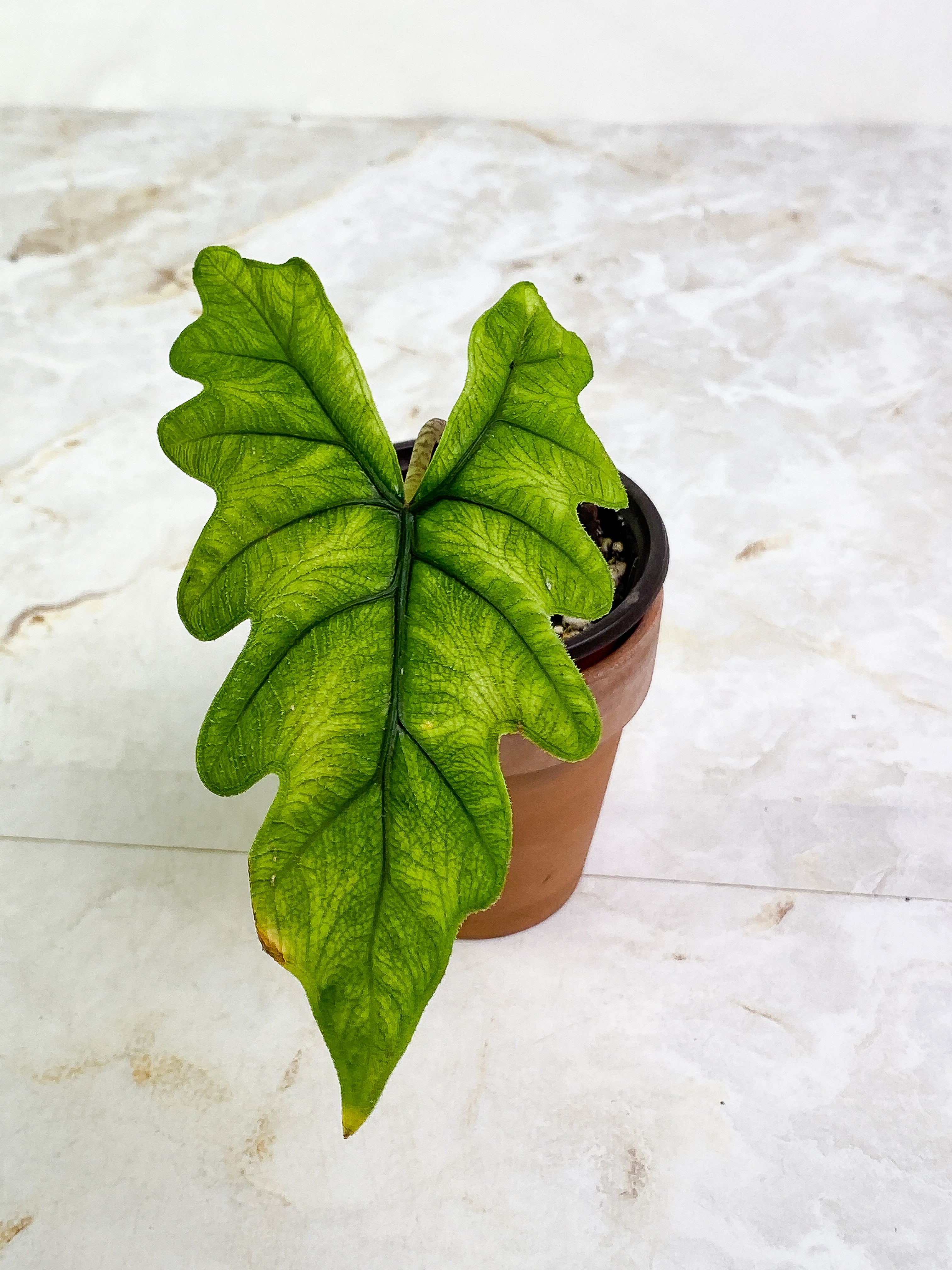 Alocasia Jacklyn 1 leaf rooted