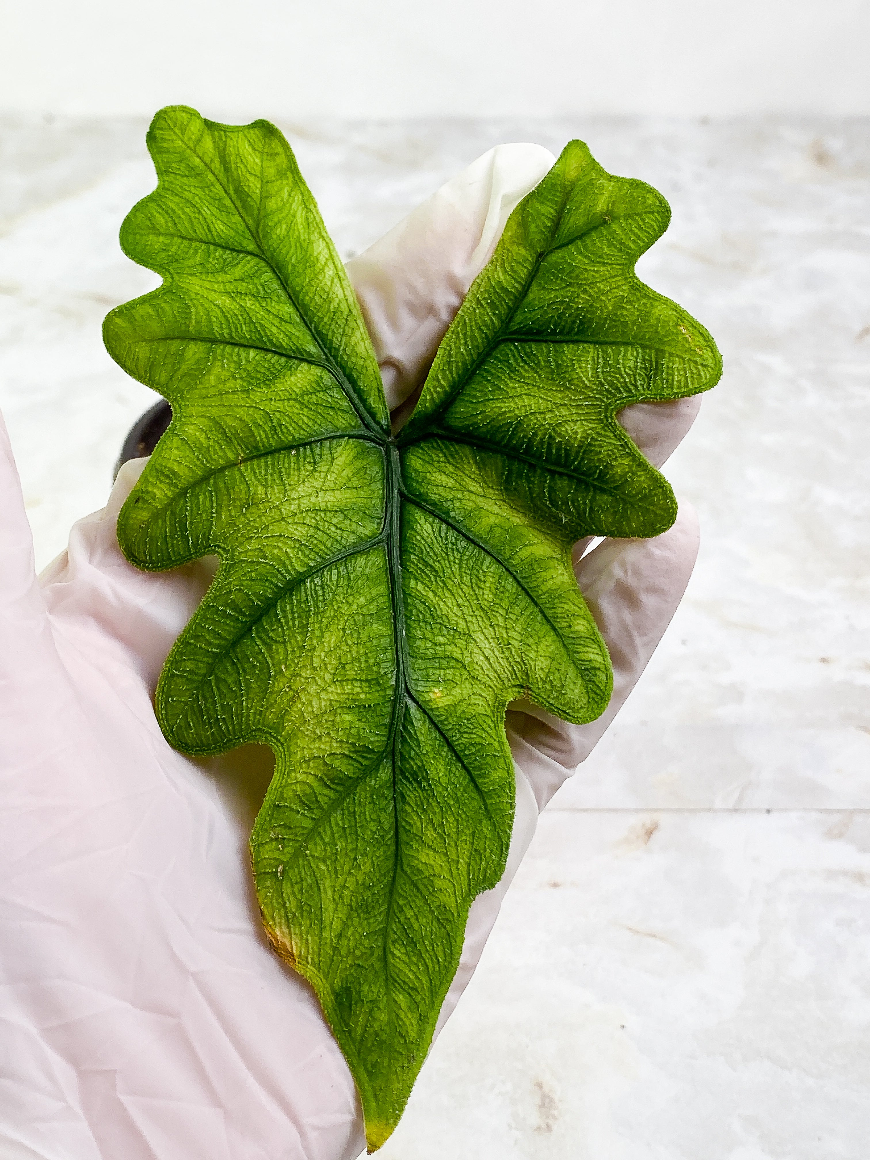 Alocasia Jacklyn 1 leaf rooted